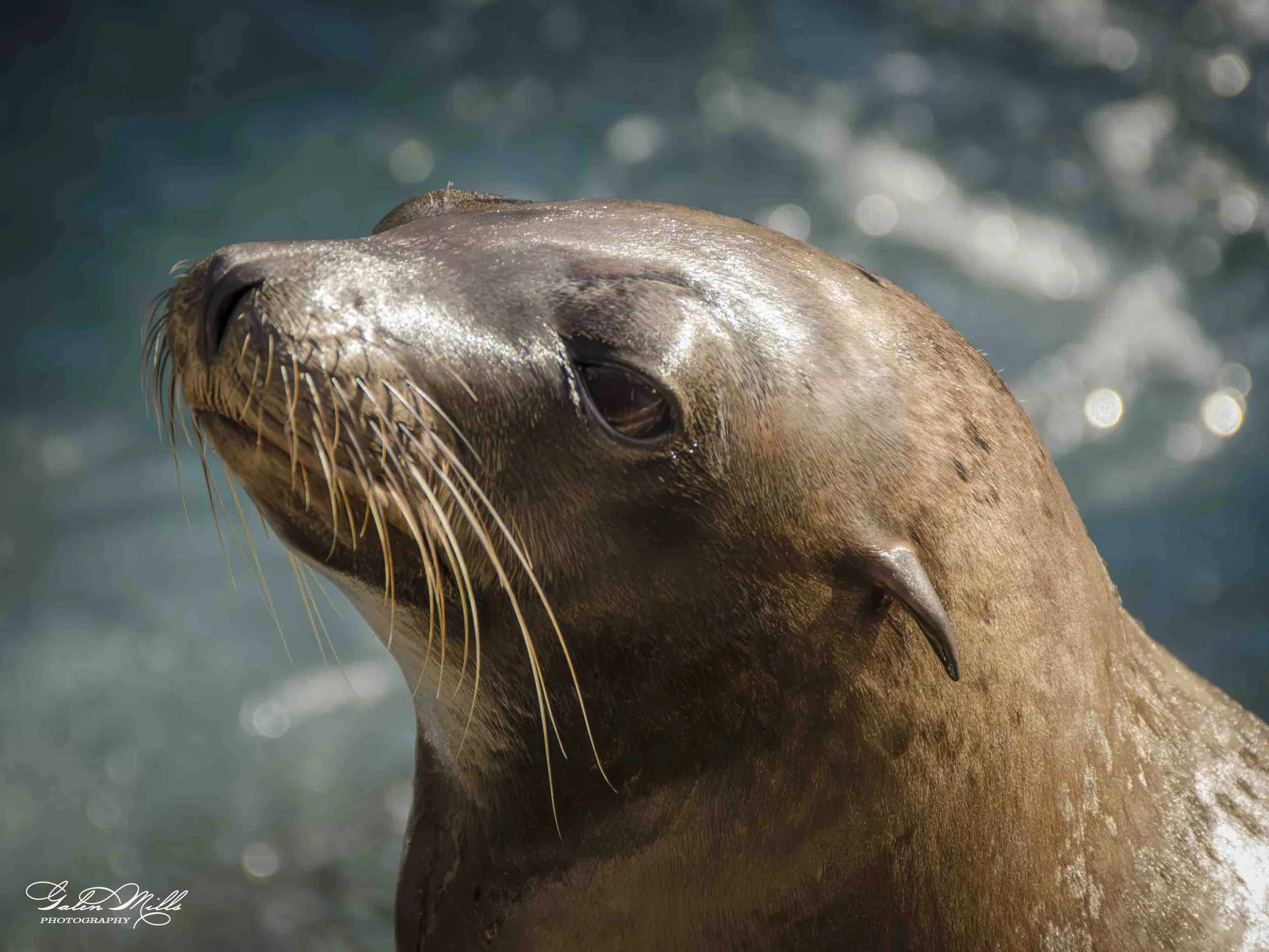seals-9.jpg