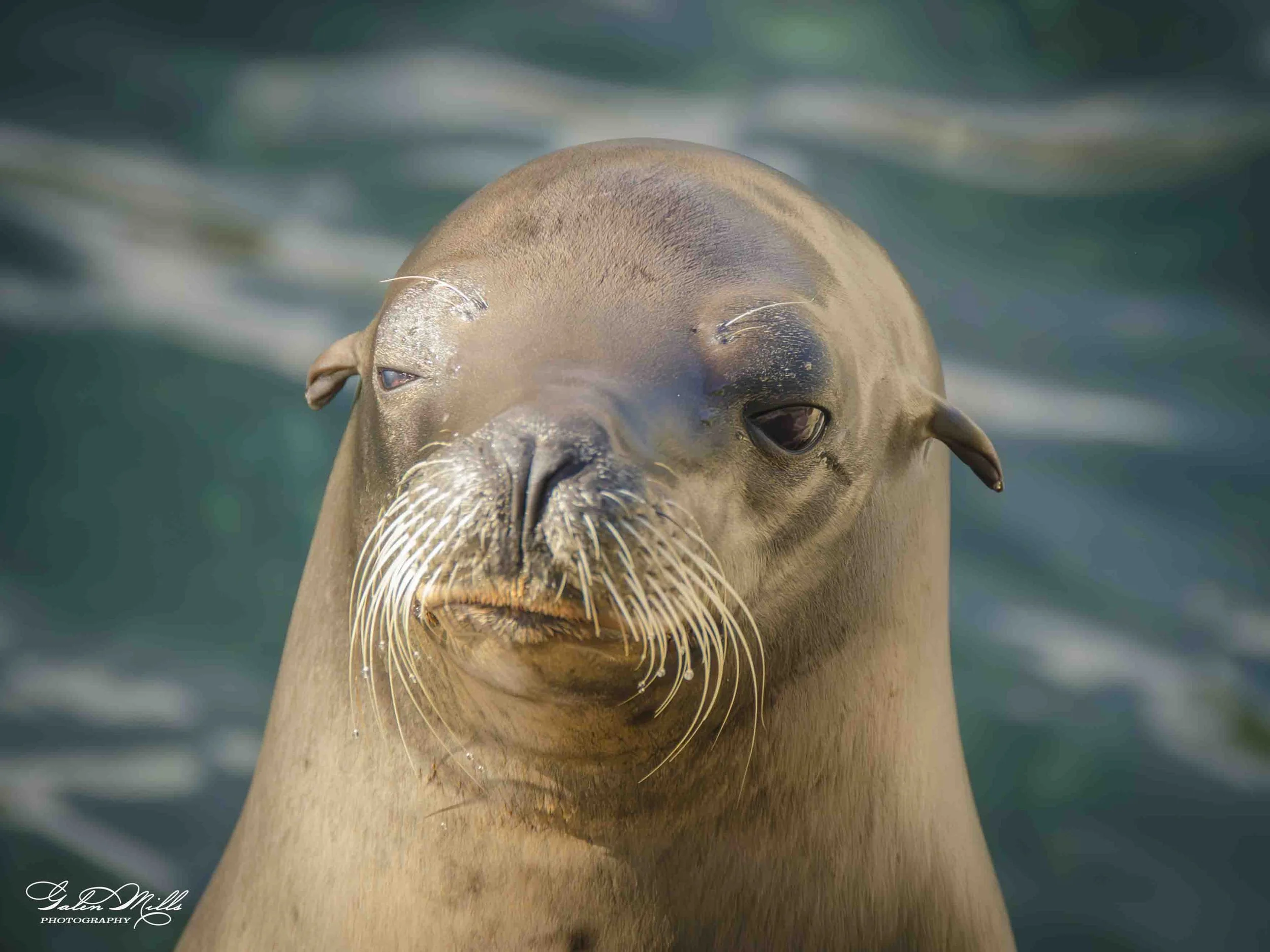 seals-11.jpg