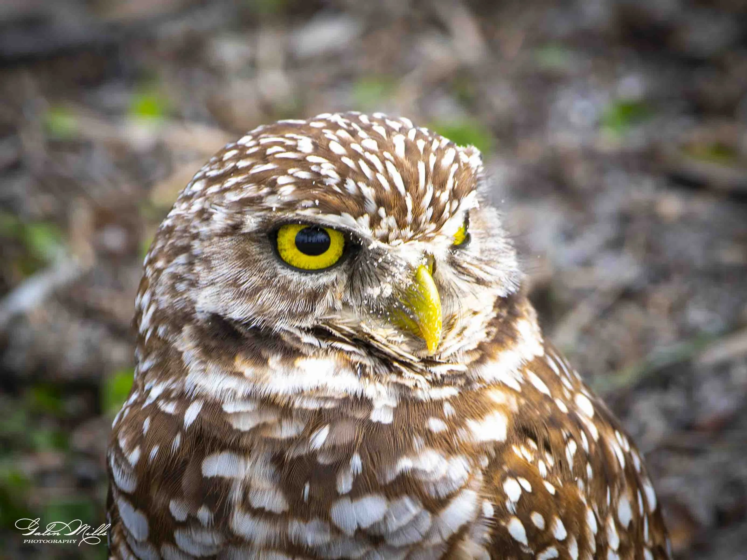 burrowing owls-1.jpg