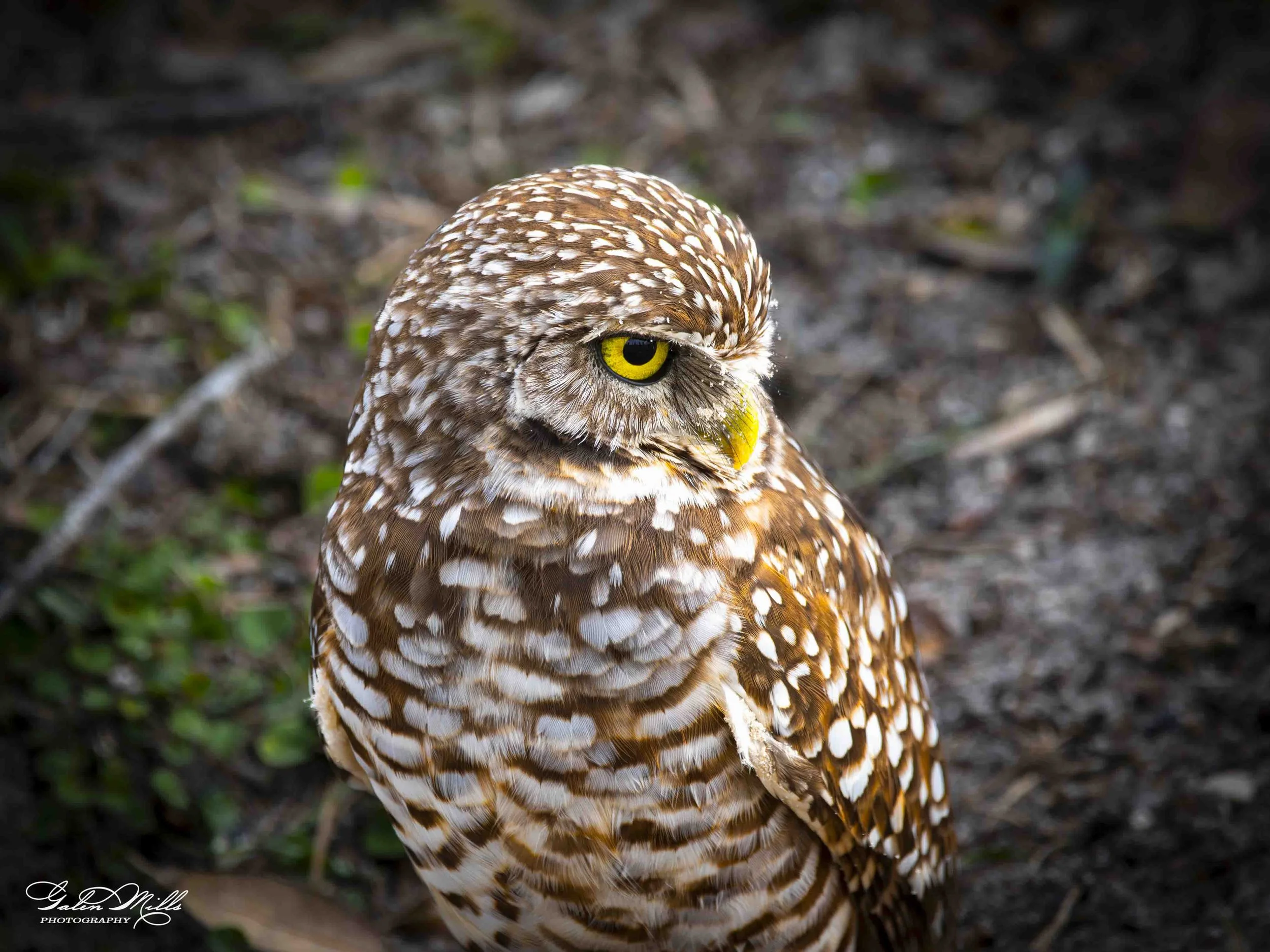burrowing owls-2.jpg
