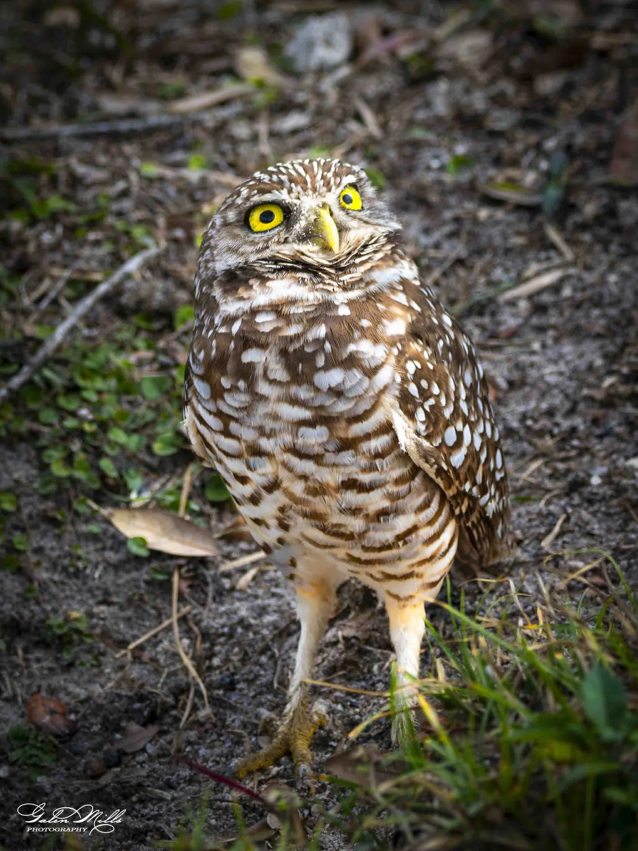 burrowing owls-3.jpg