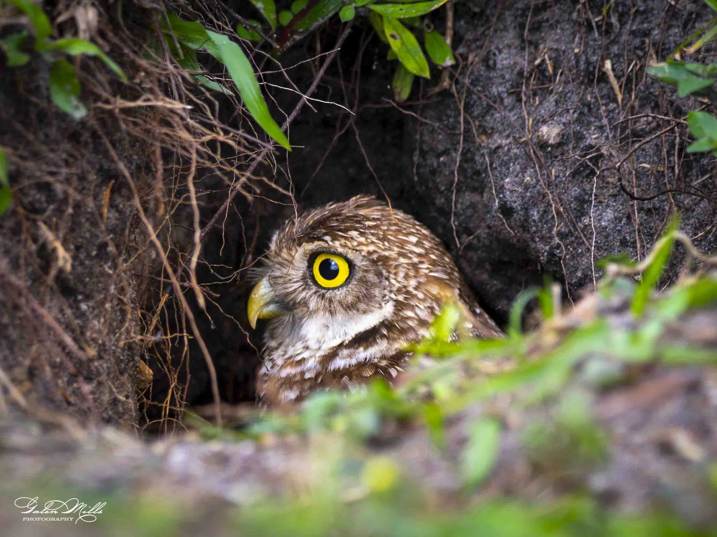 burrowing owls-4.jpg