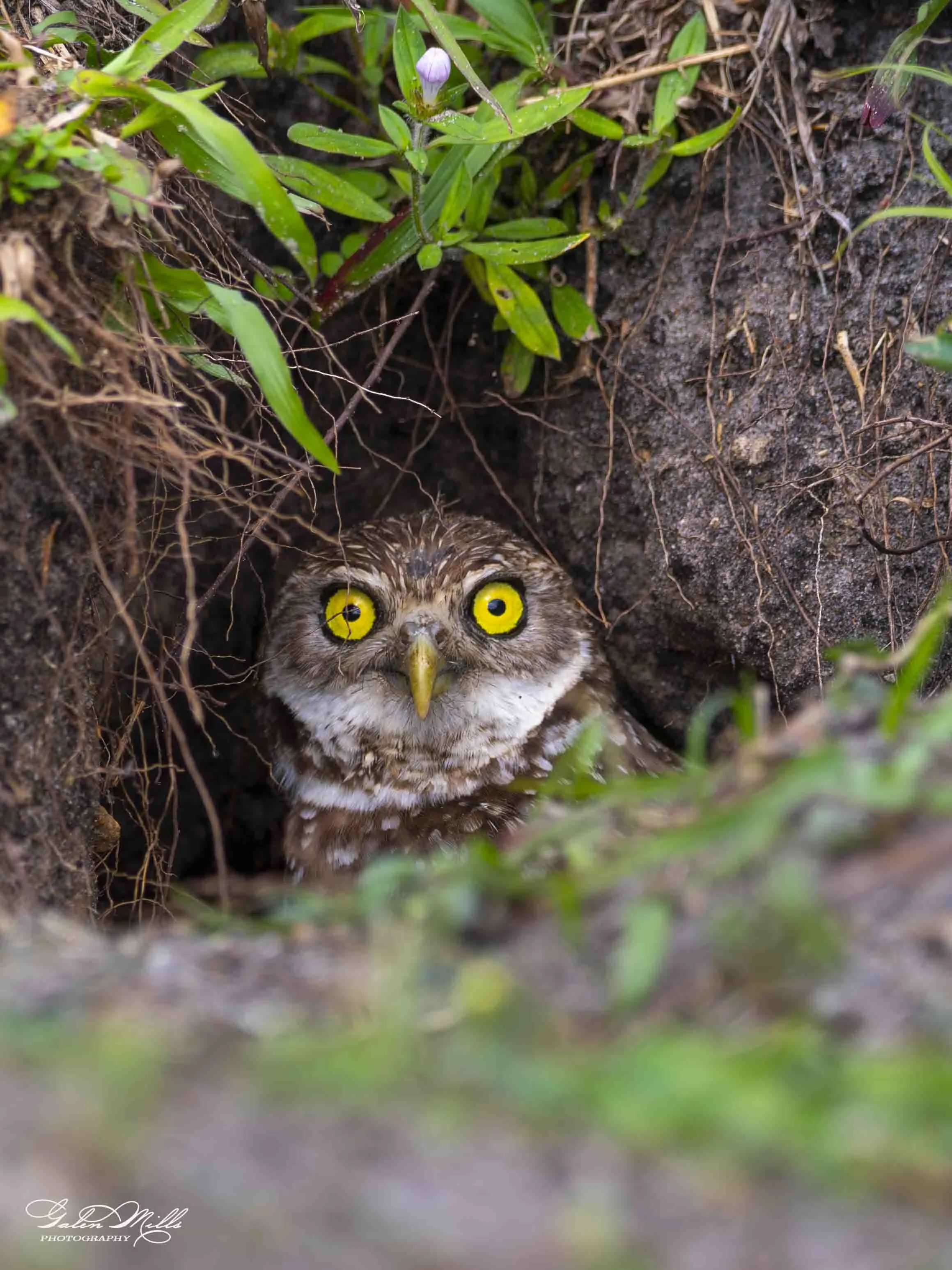 burrowing owls-5.jpg