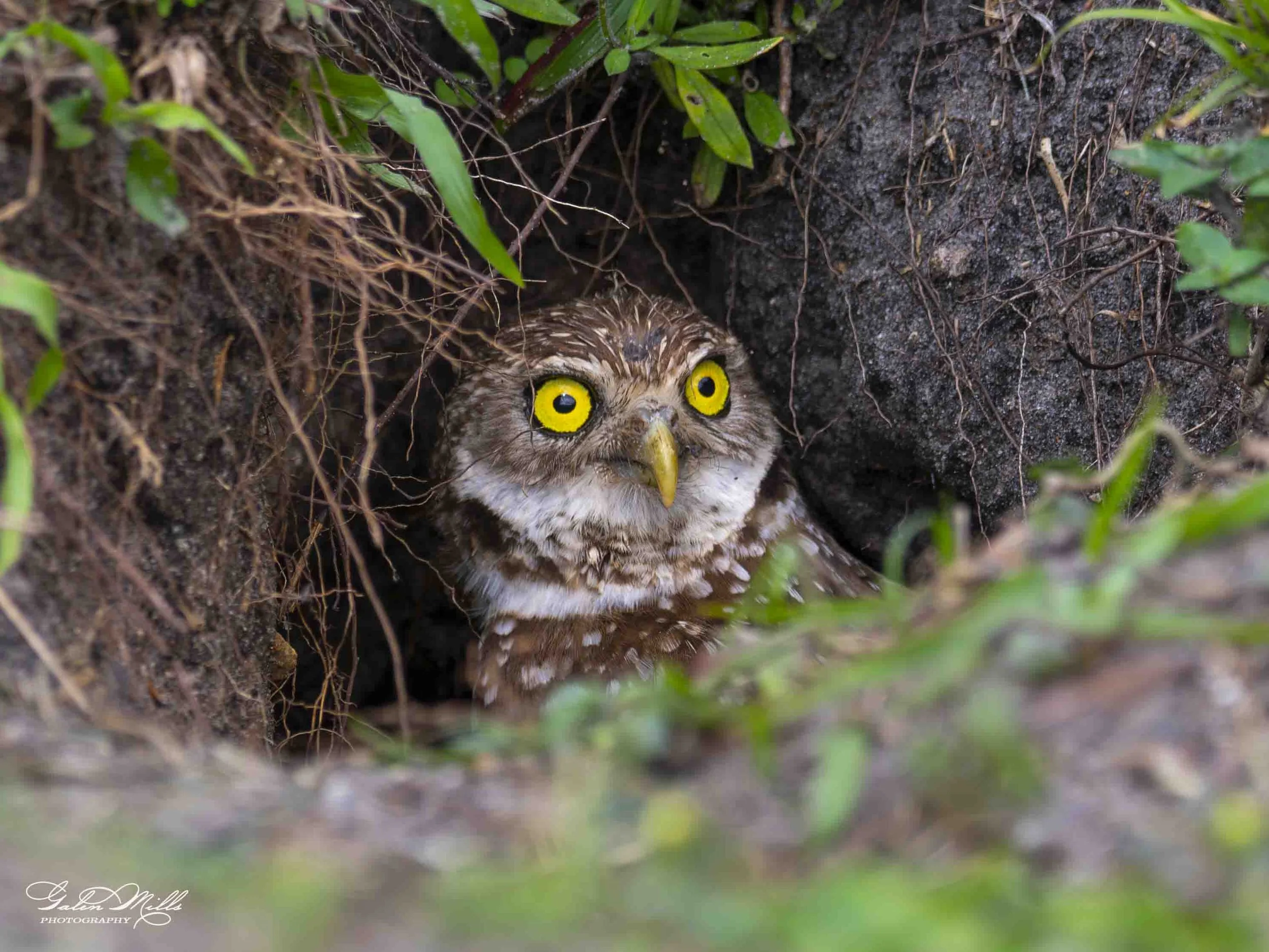 burrowing owls-6.jpg