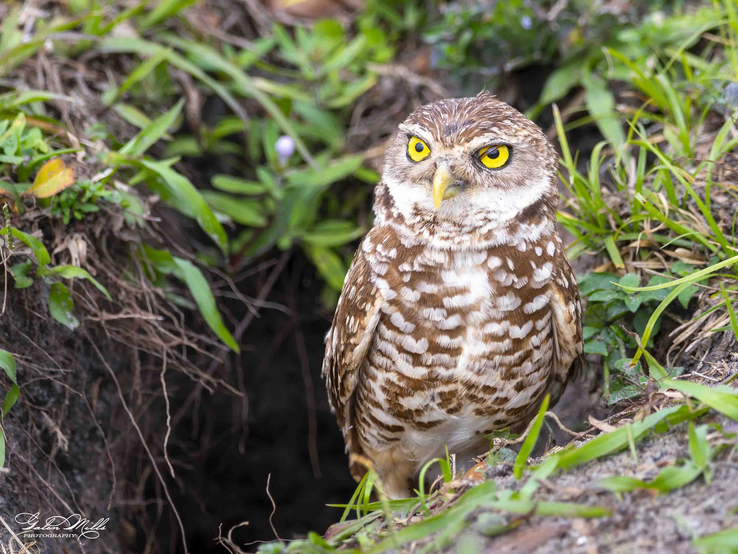 burrowing owls-7.jpg