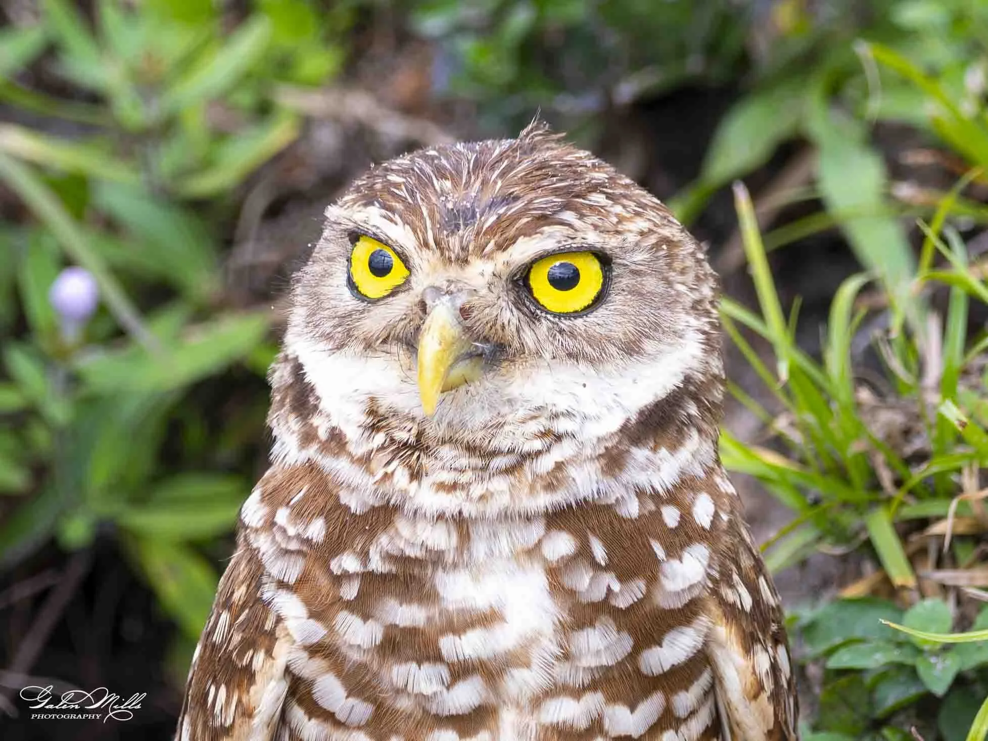 burrowing owls-8.jpg