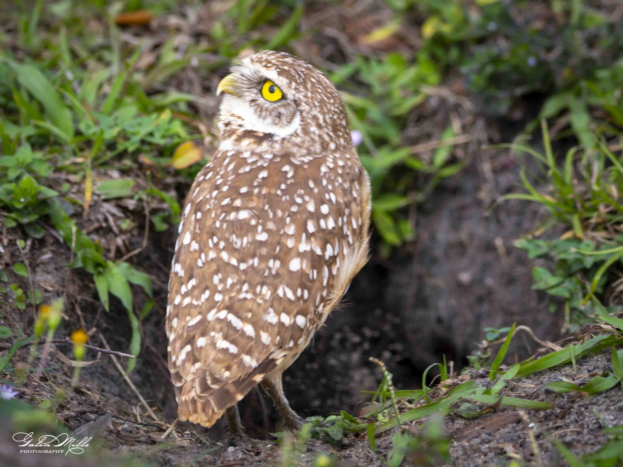 burrowing owls-9.jpg