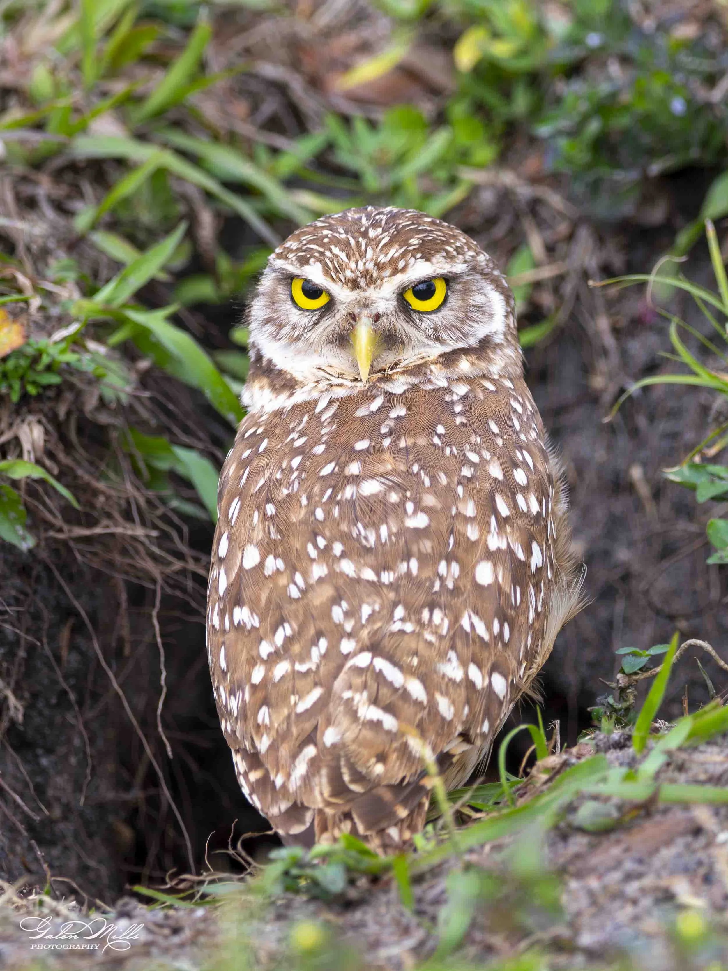burrowing owls-10.jpg