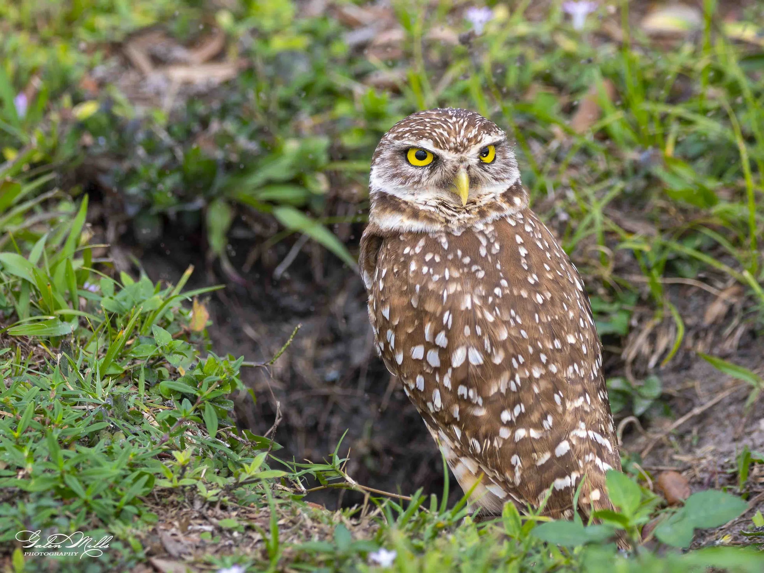 burrowing owls-11.jpg