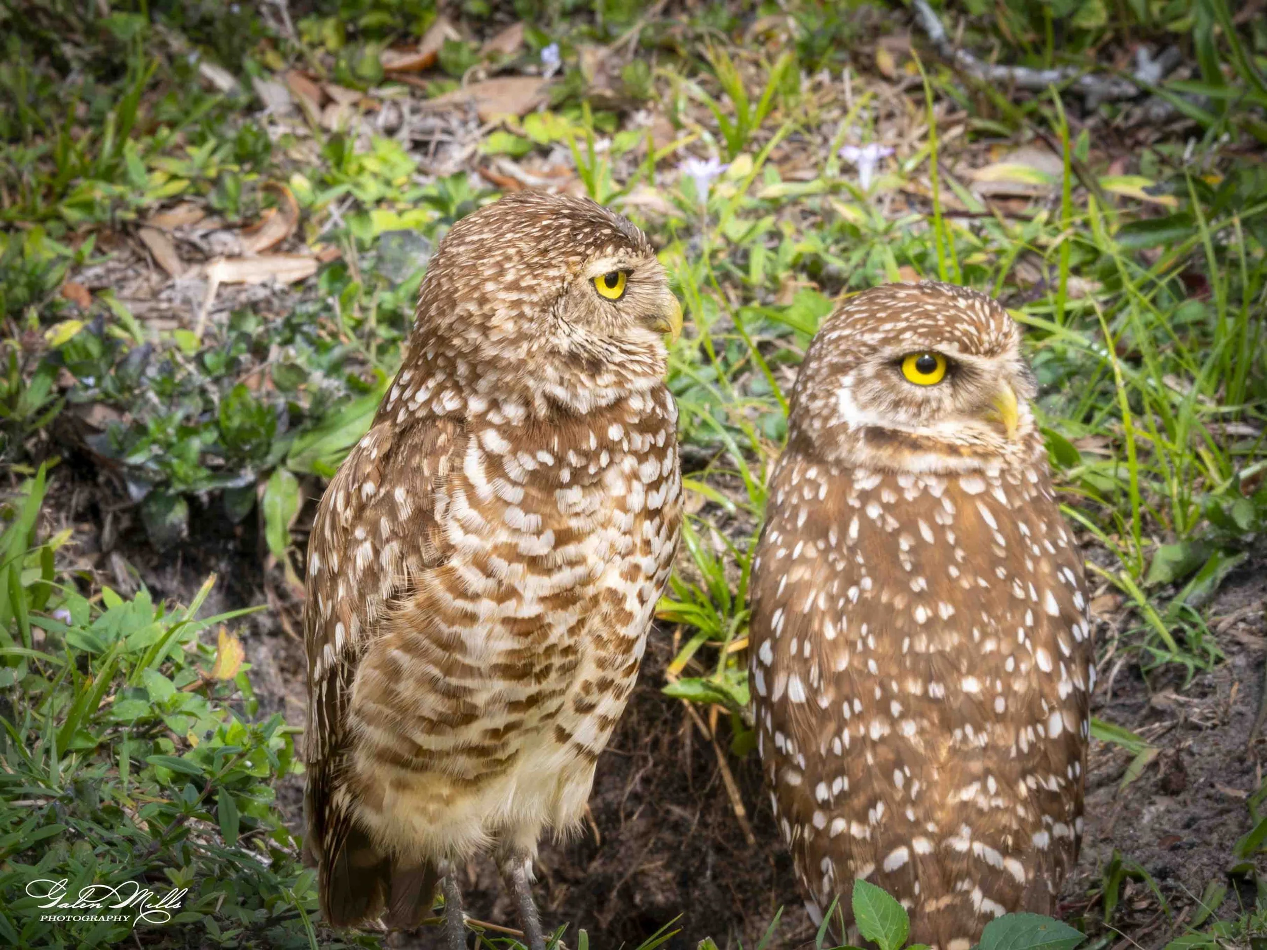 burrowing owls-13.jpg