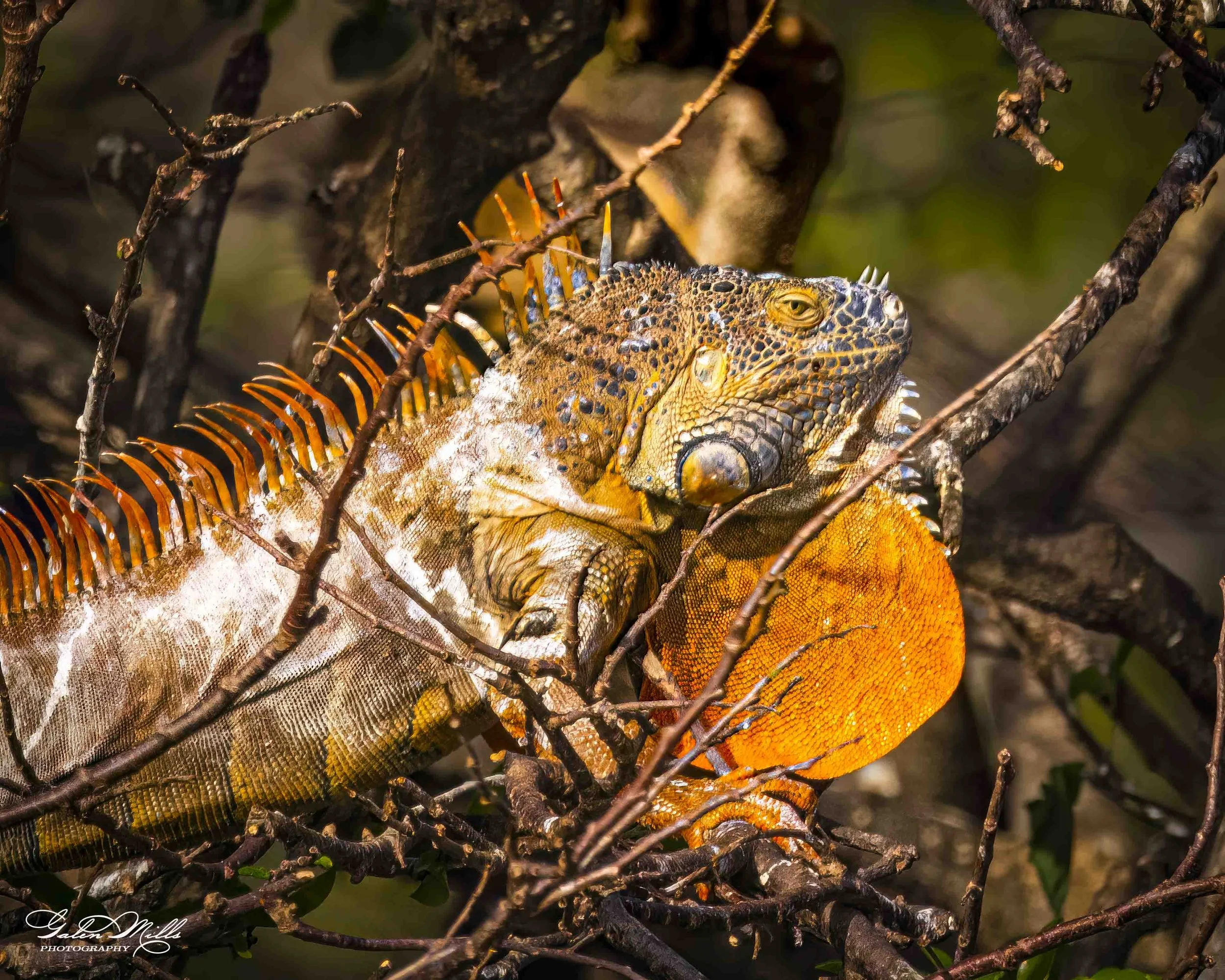 iguanas-13.jpg