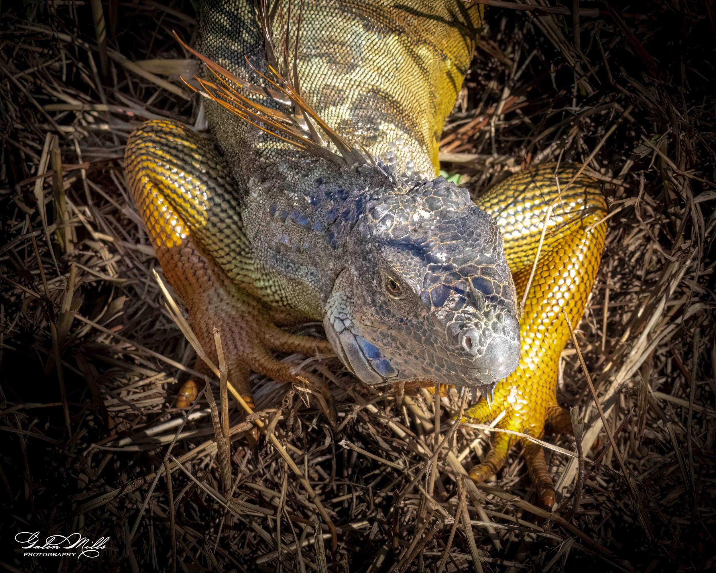 iguanas-15.jpg