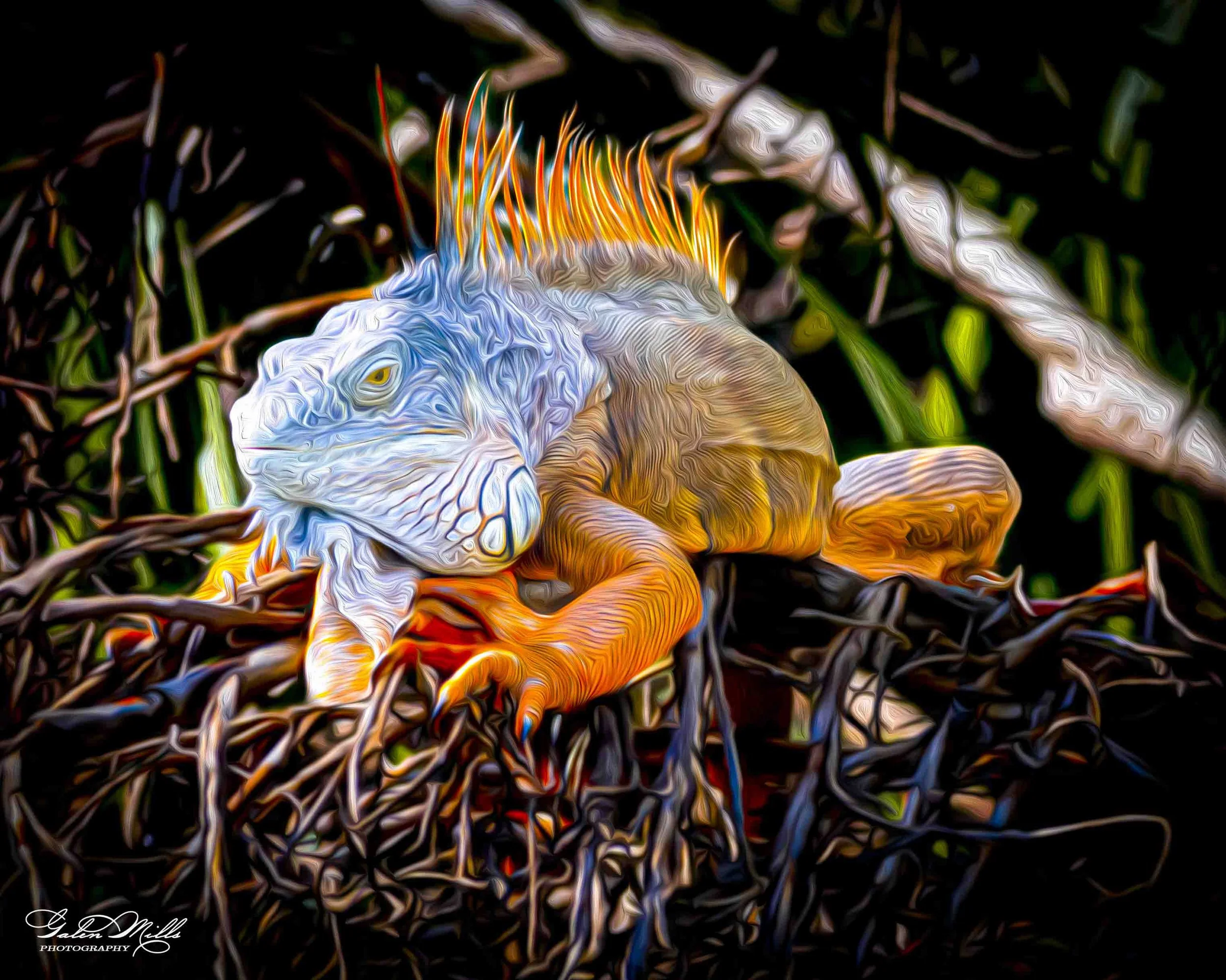 iguanas-16.jpg