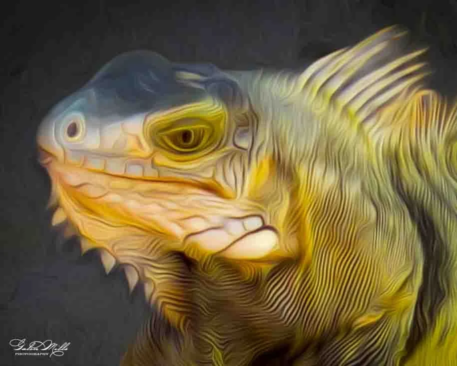 iguanas-19.jpg