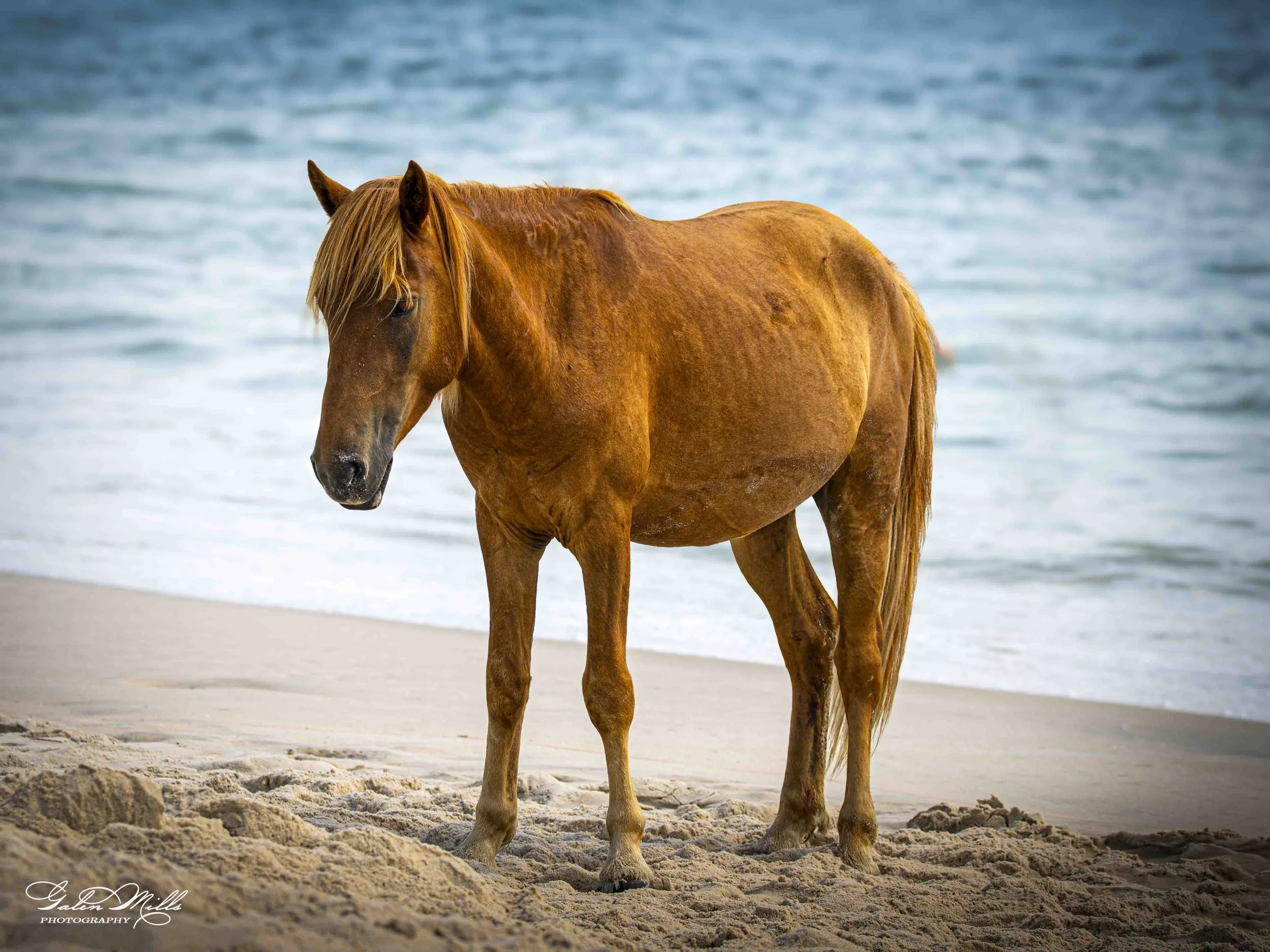 Assateague Horse of Course