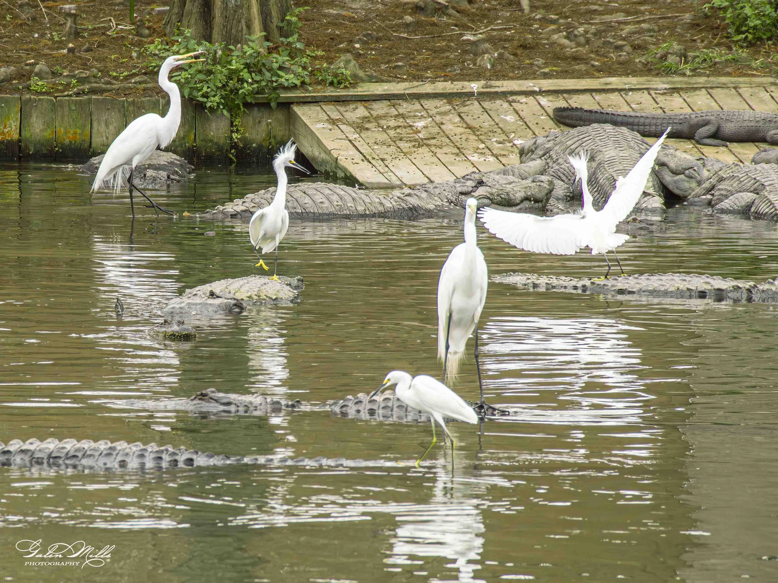egret uber-2.jpg
