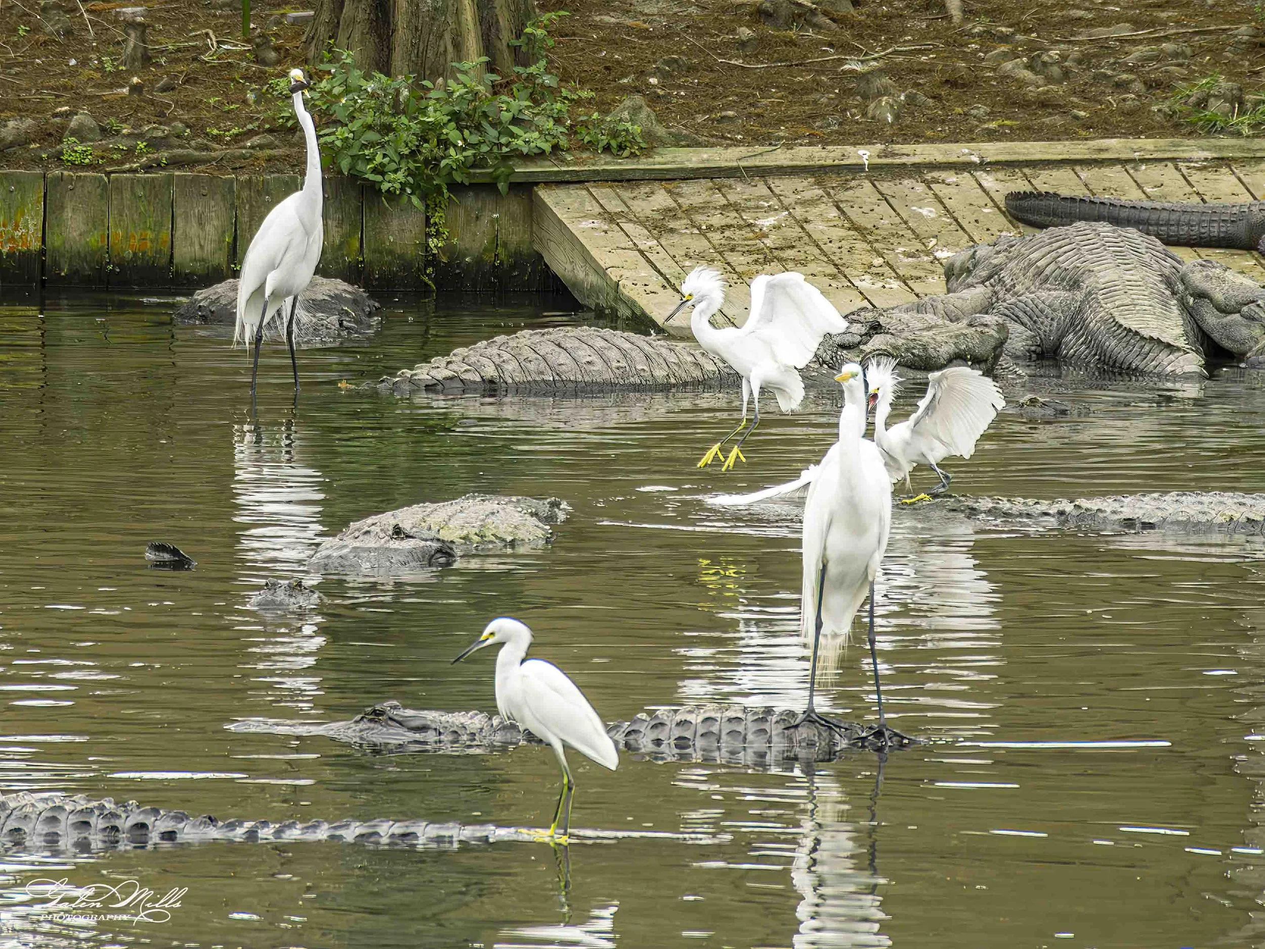 egret uber-6.jpg