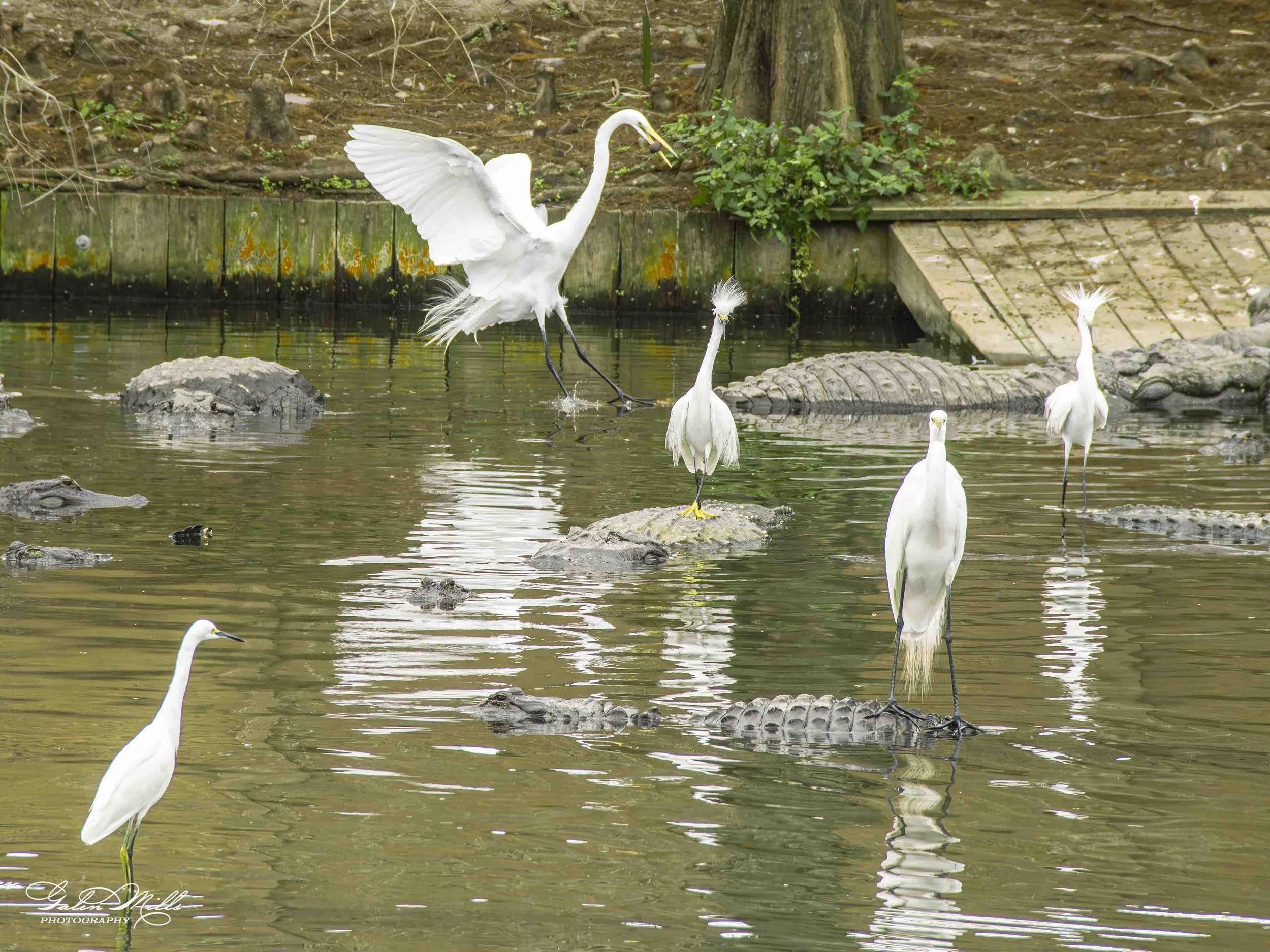 egret uber-9.jpg