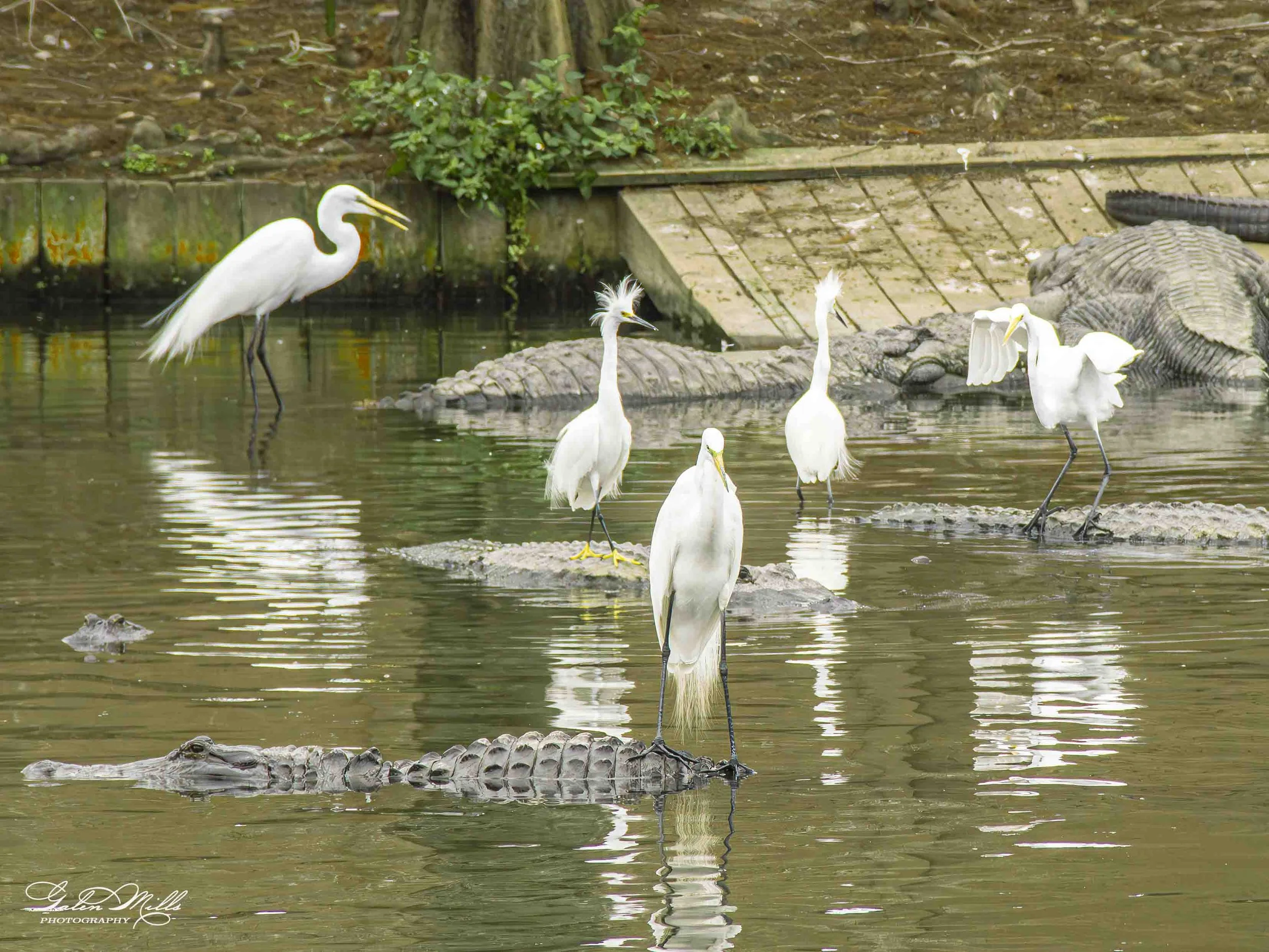 egret uber-10.jpg