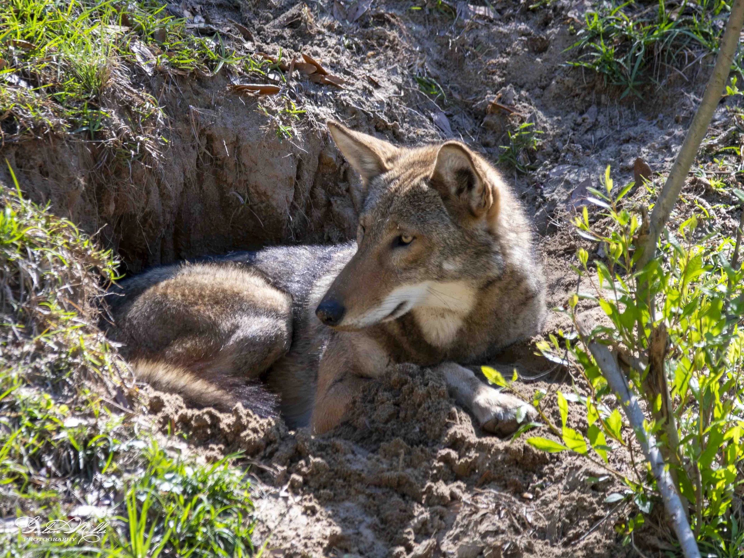 wolf-1.jpg