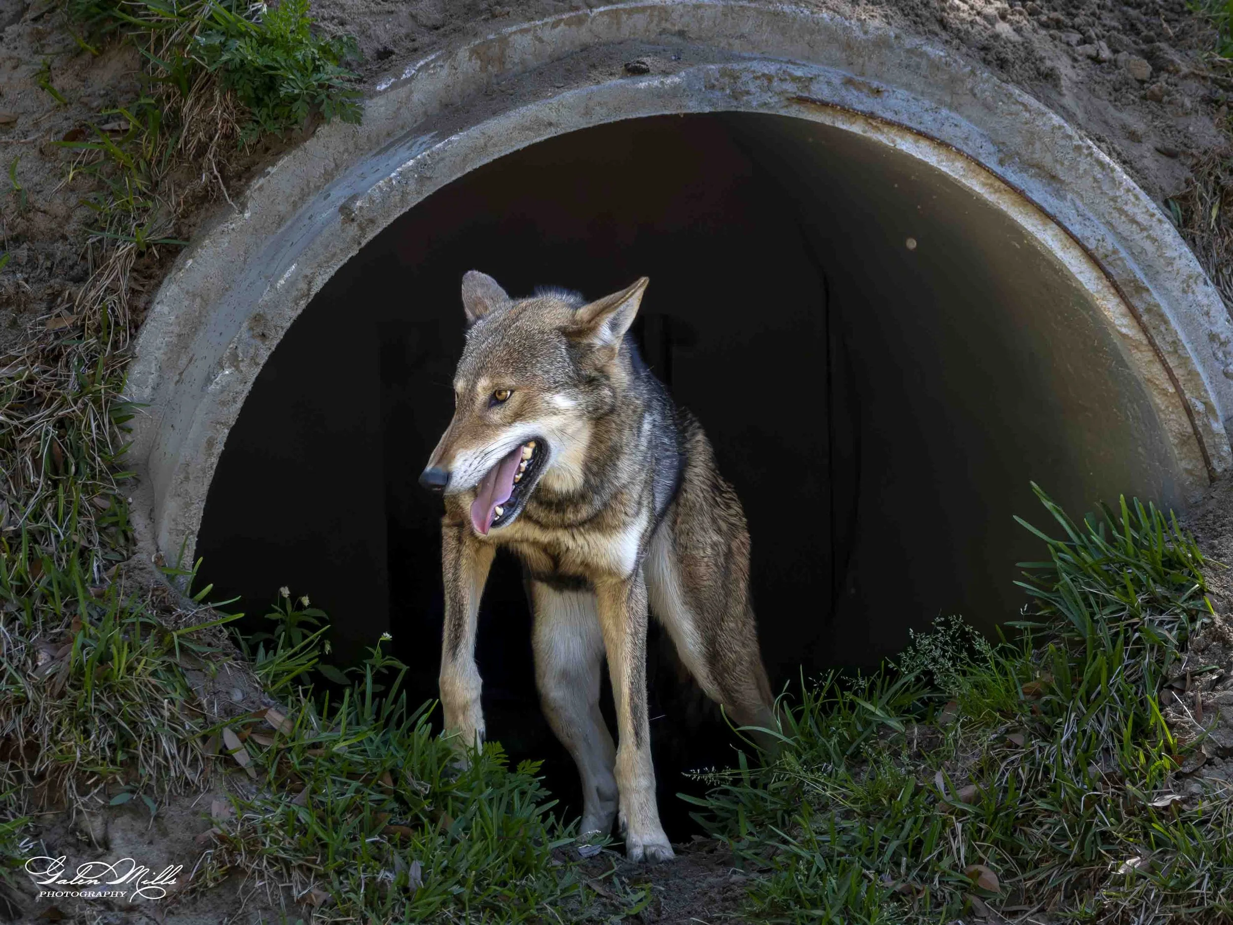 wolf-7.jpg