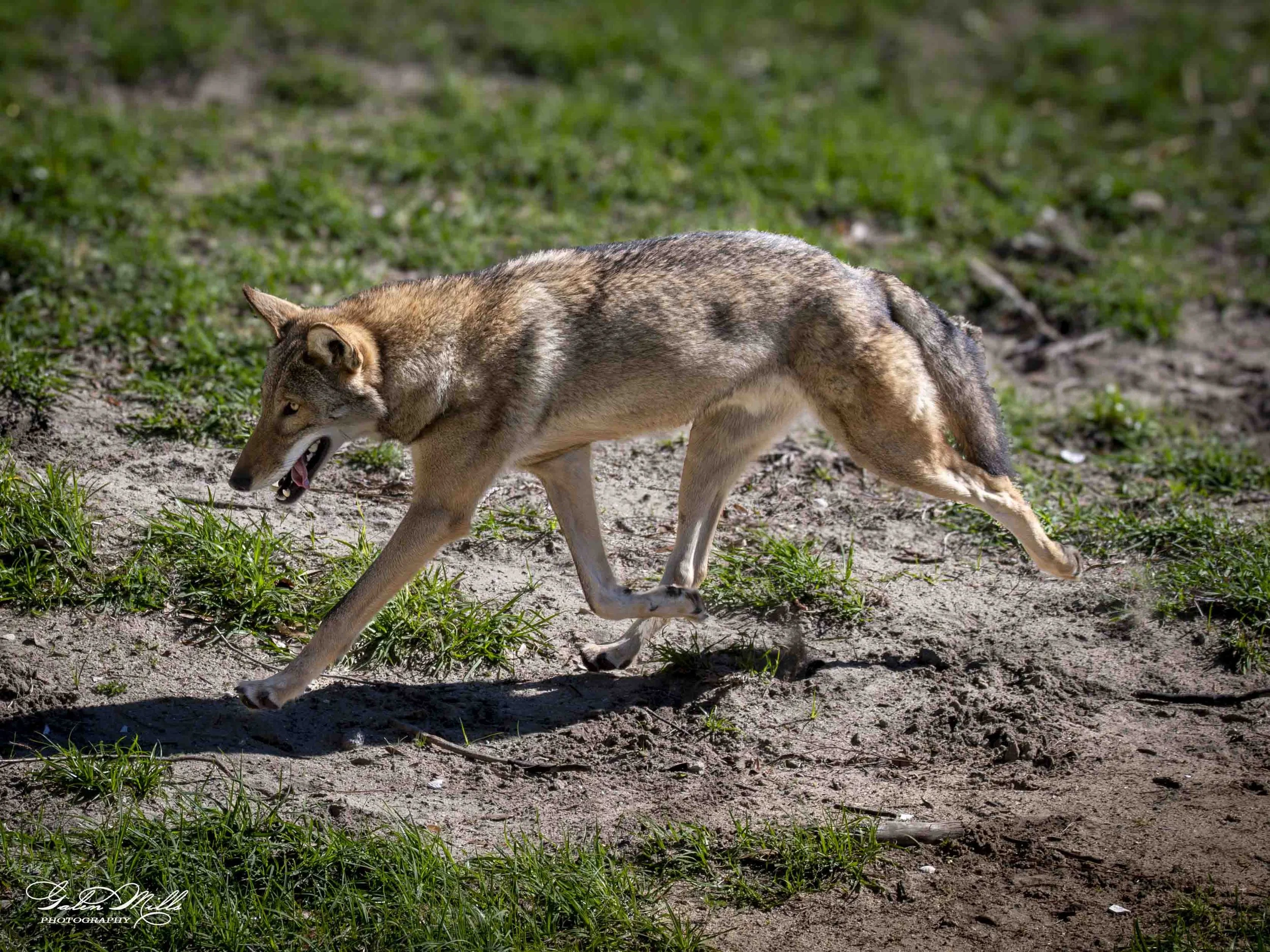 wolf-9.jpg