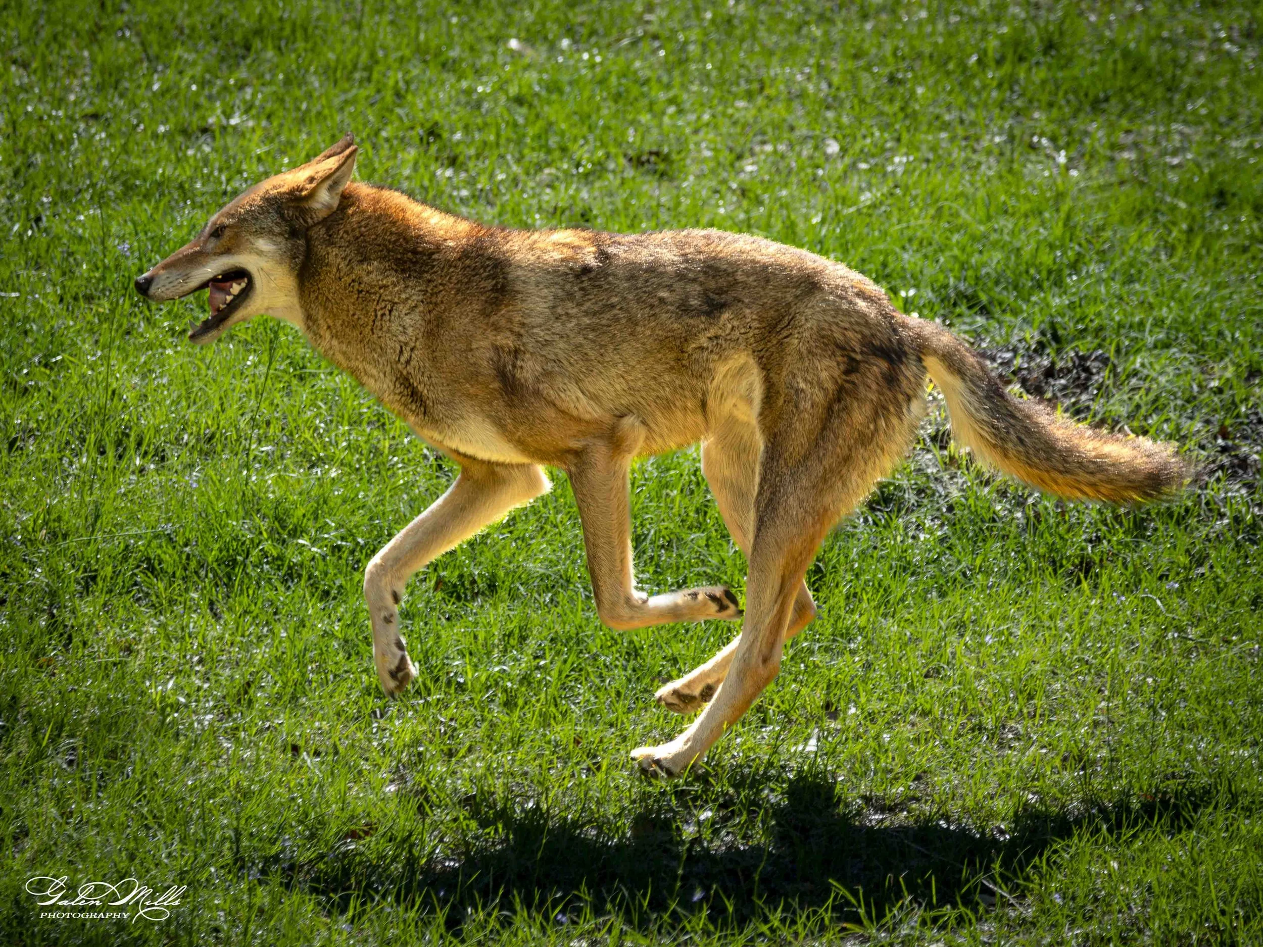 wolf-12.jpg