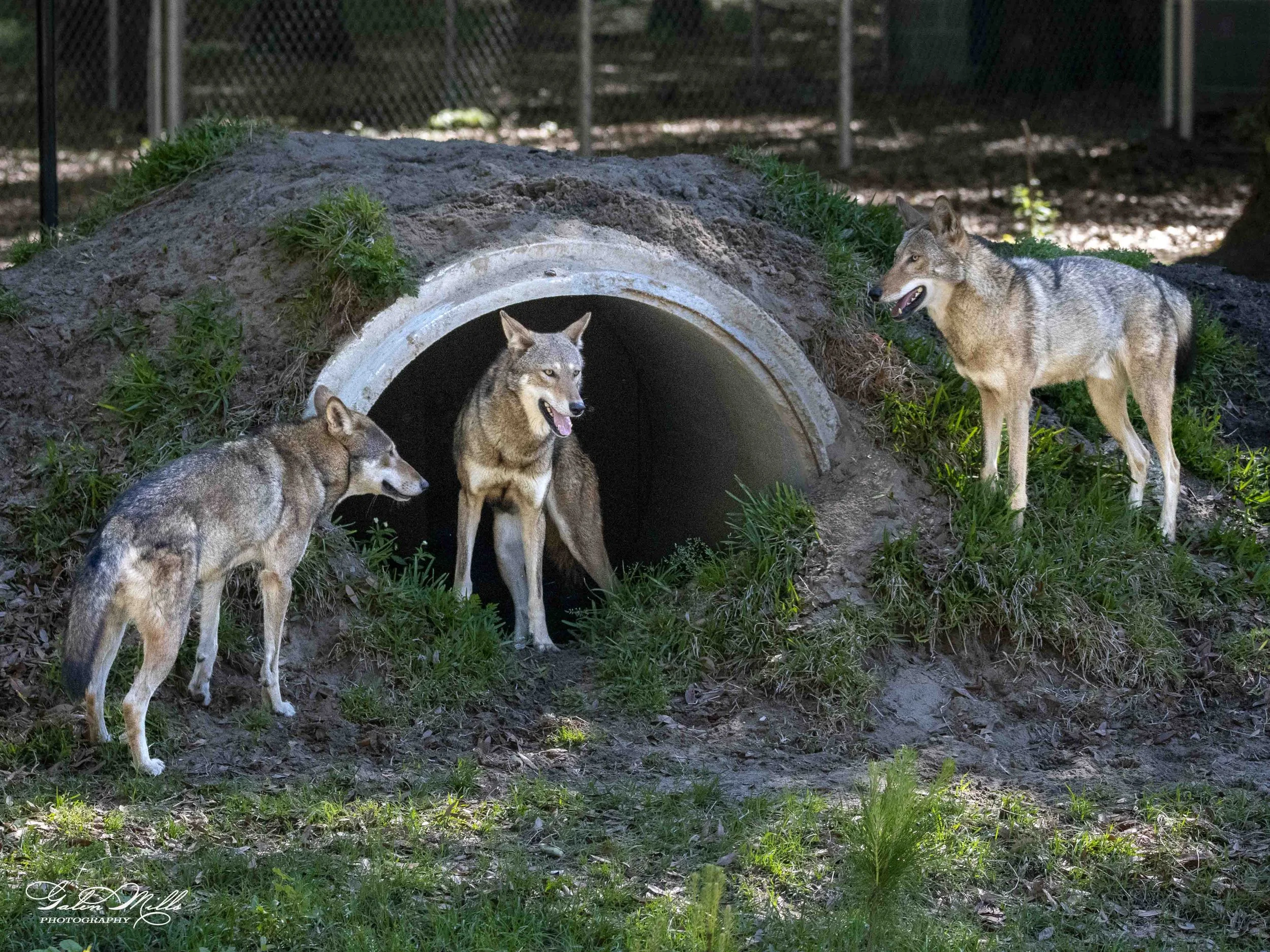 wolf-15.jpg