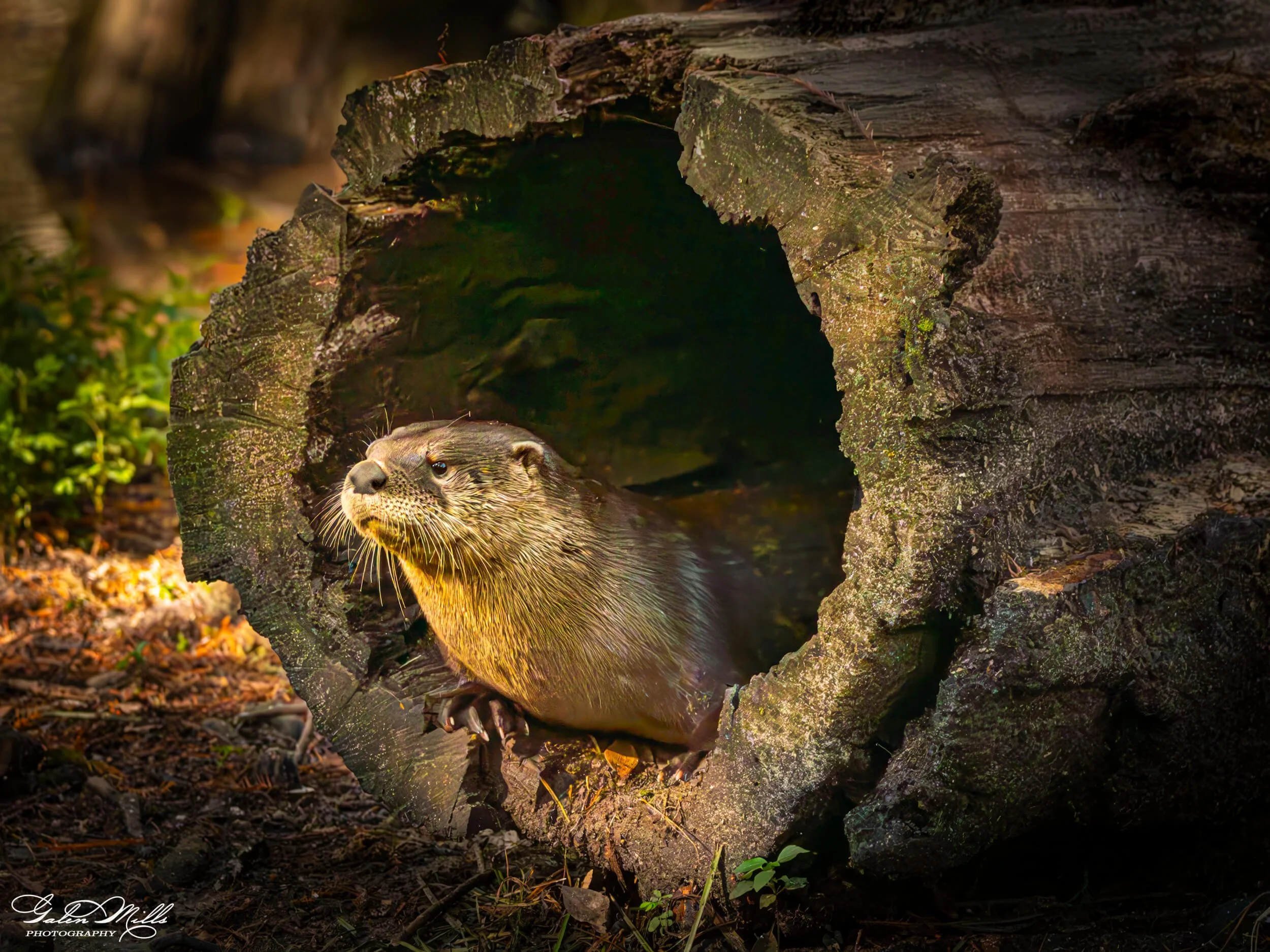 A close-up of an otter emerging from a hollow log in a forest environment.