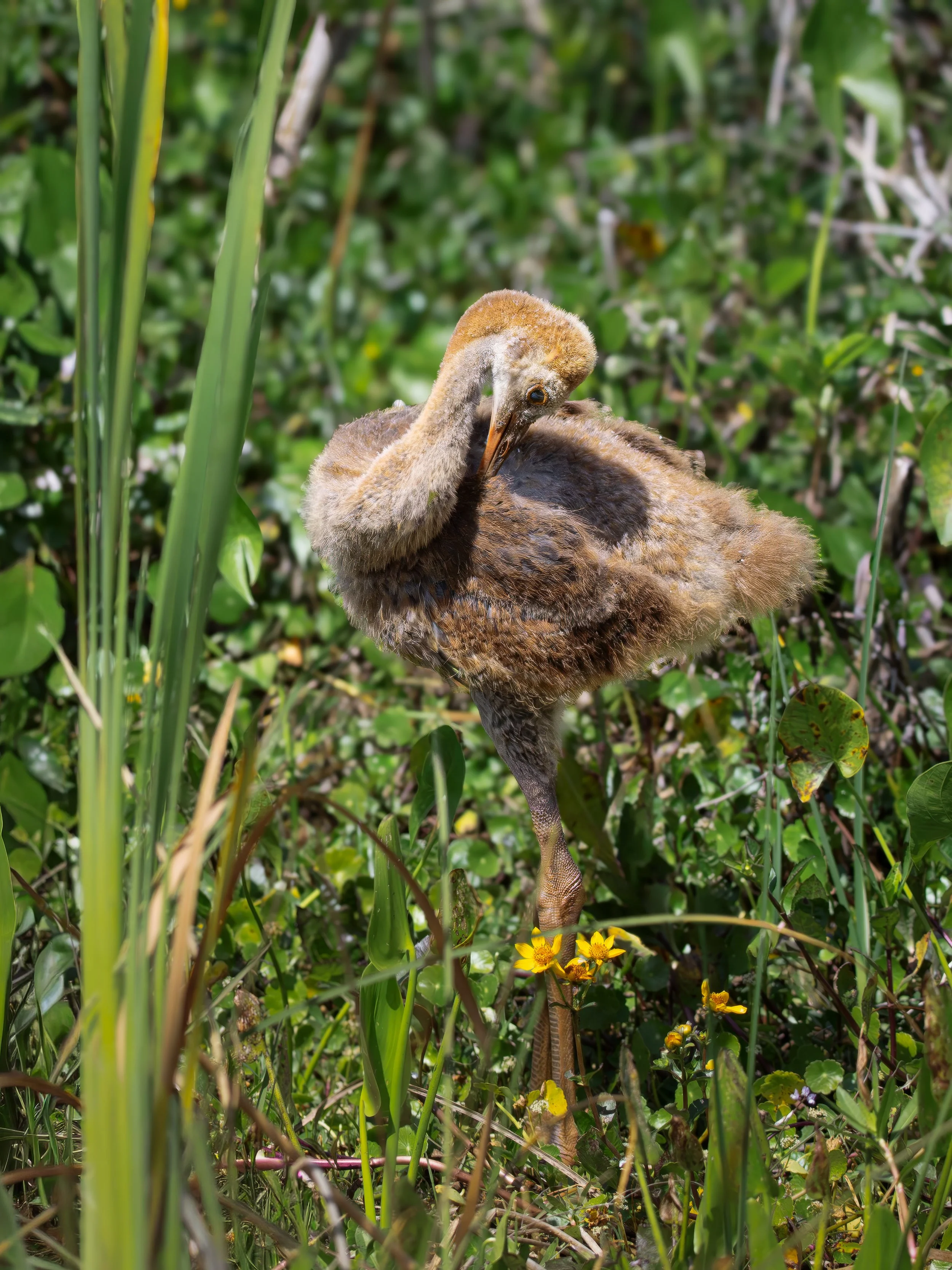 FAA upnext 3-18a-2.jpg
