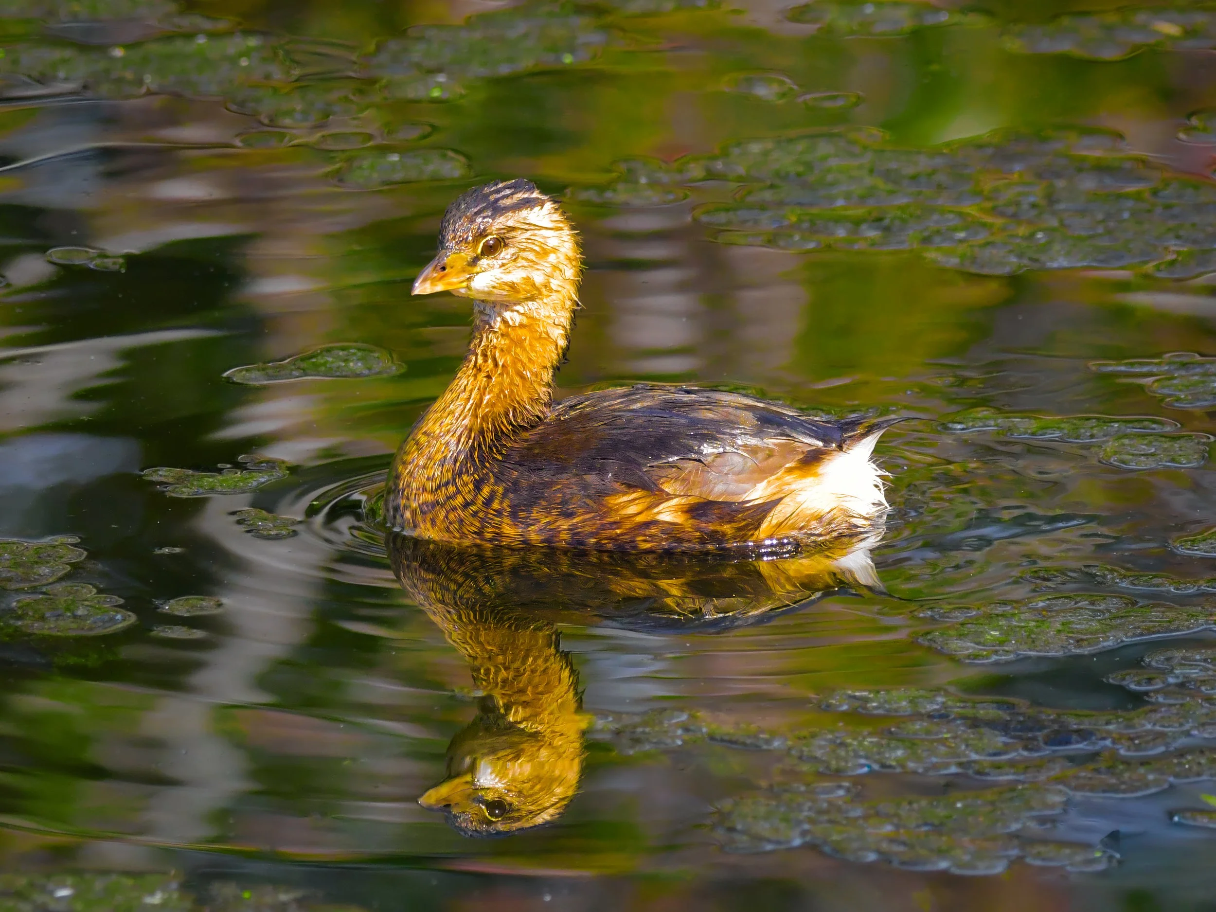 FAA upnext 3-18a-4.jpg