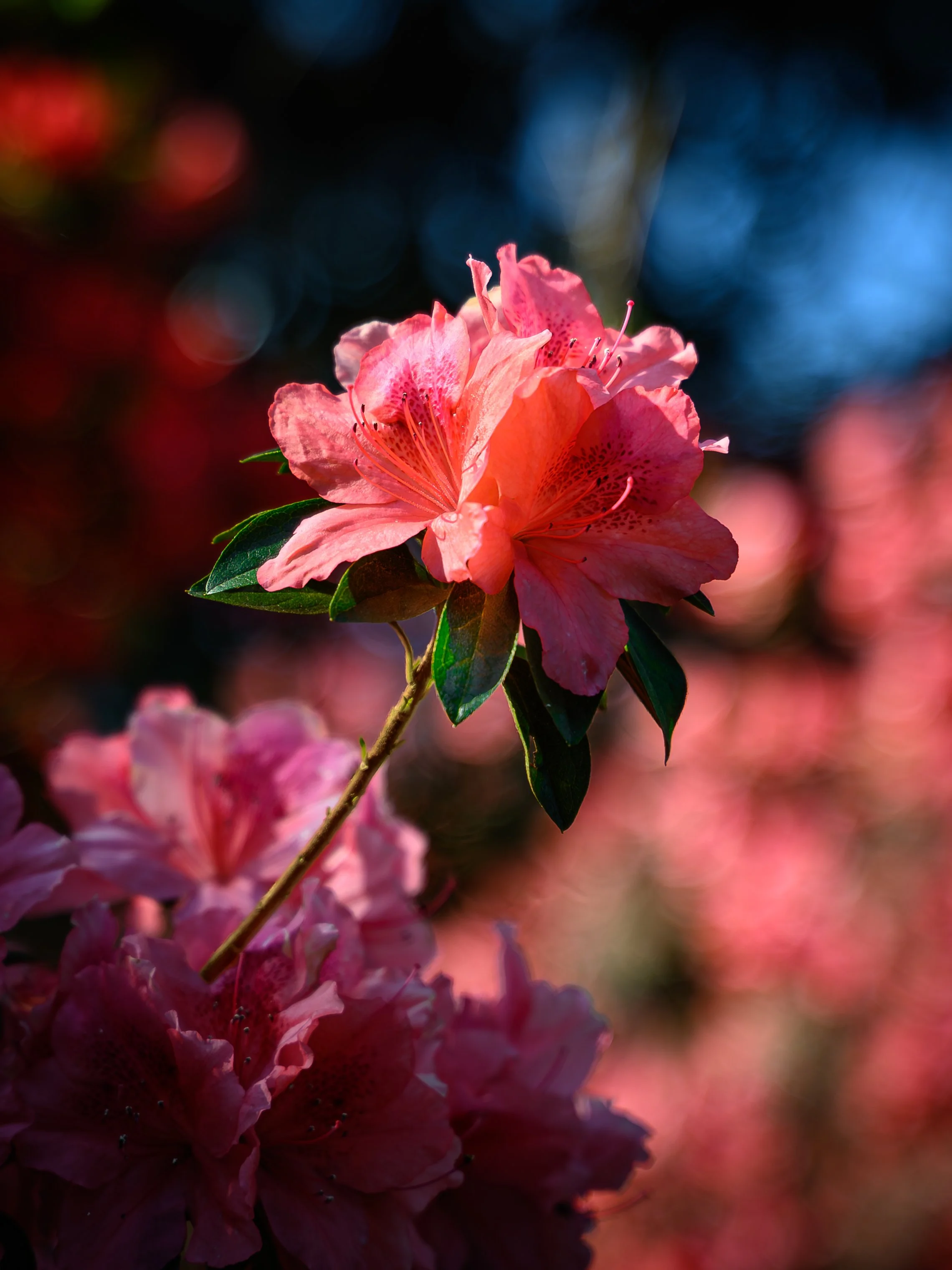 Pink Azalea Blossom