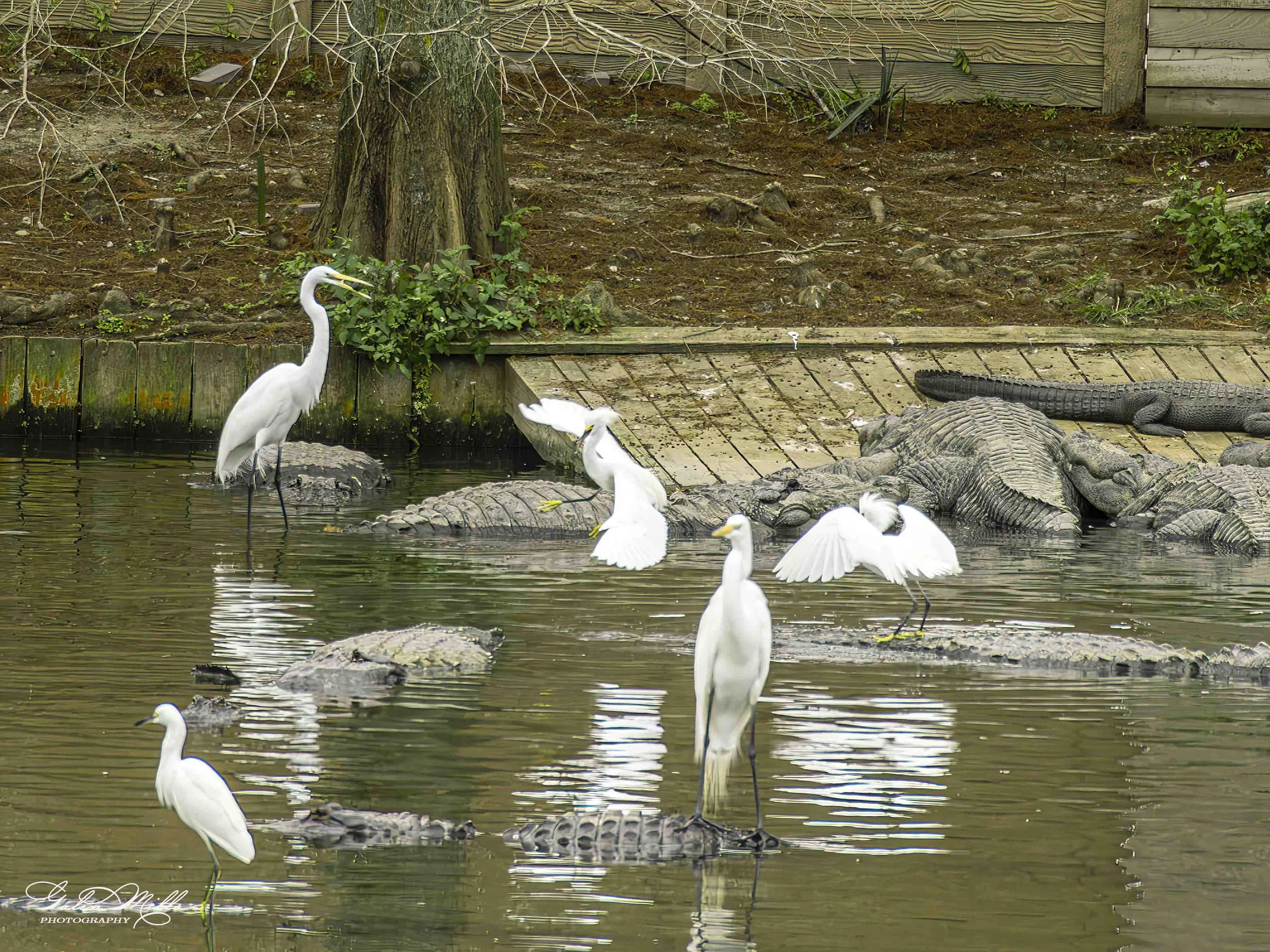 egret uber-7.jpg