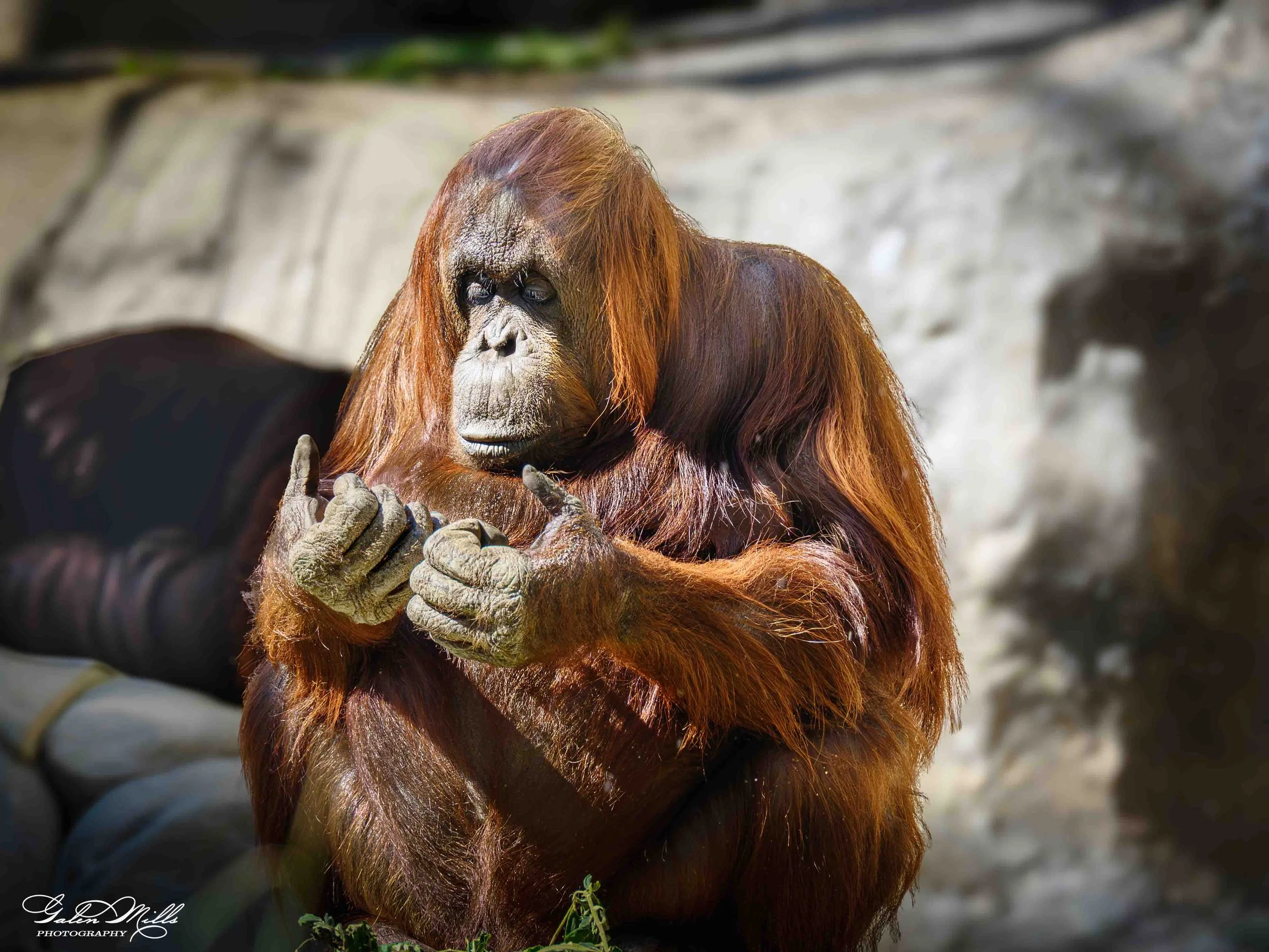 SS Tampa Zoo -2.jpg