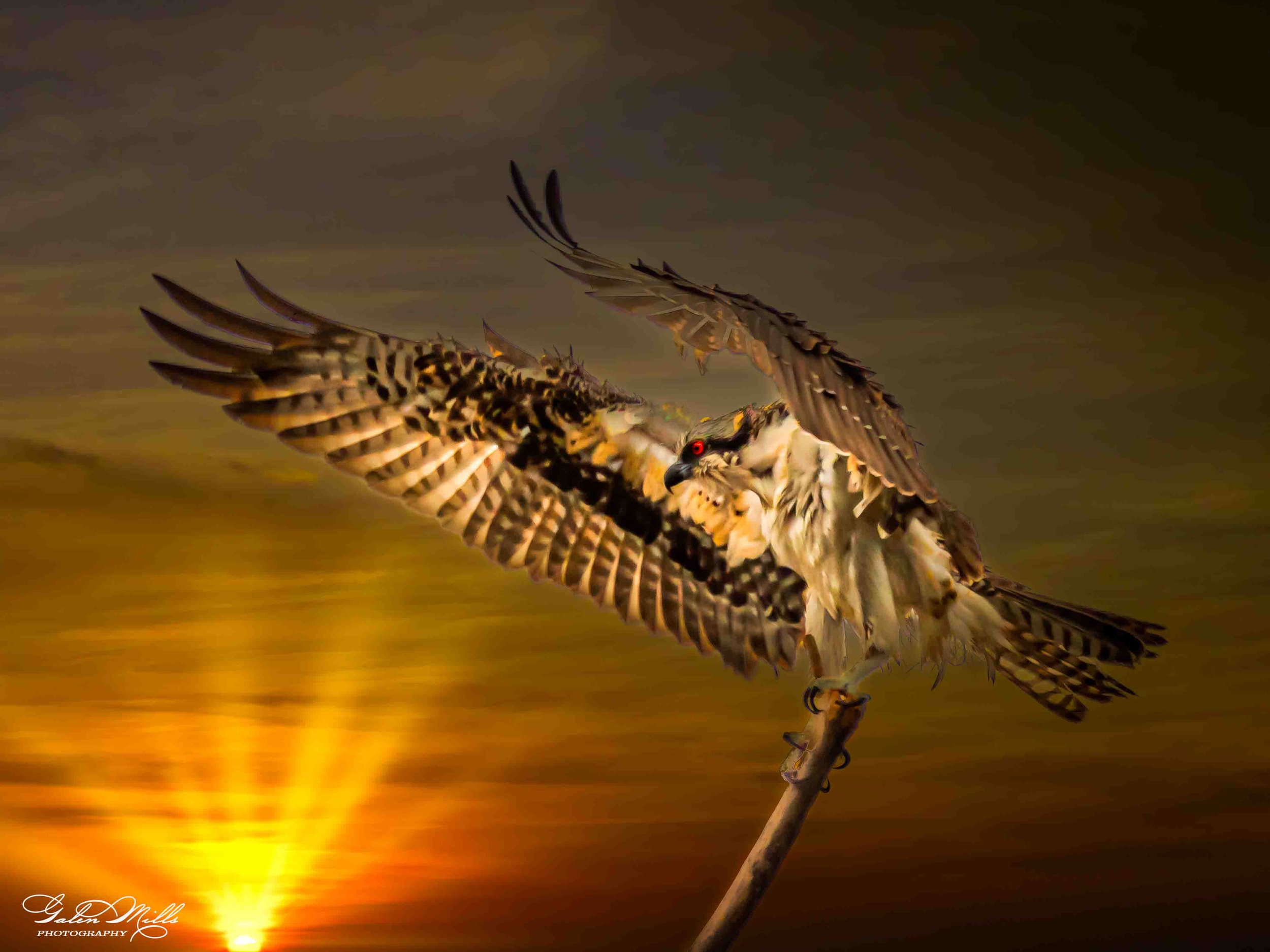 Avian Gallery-8.jpg (Copy) (Copy)