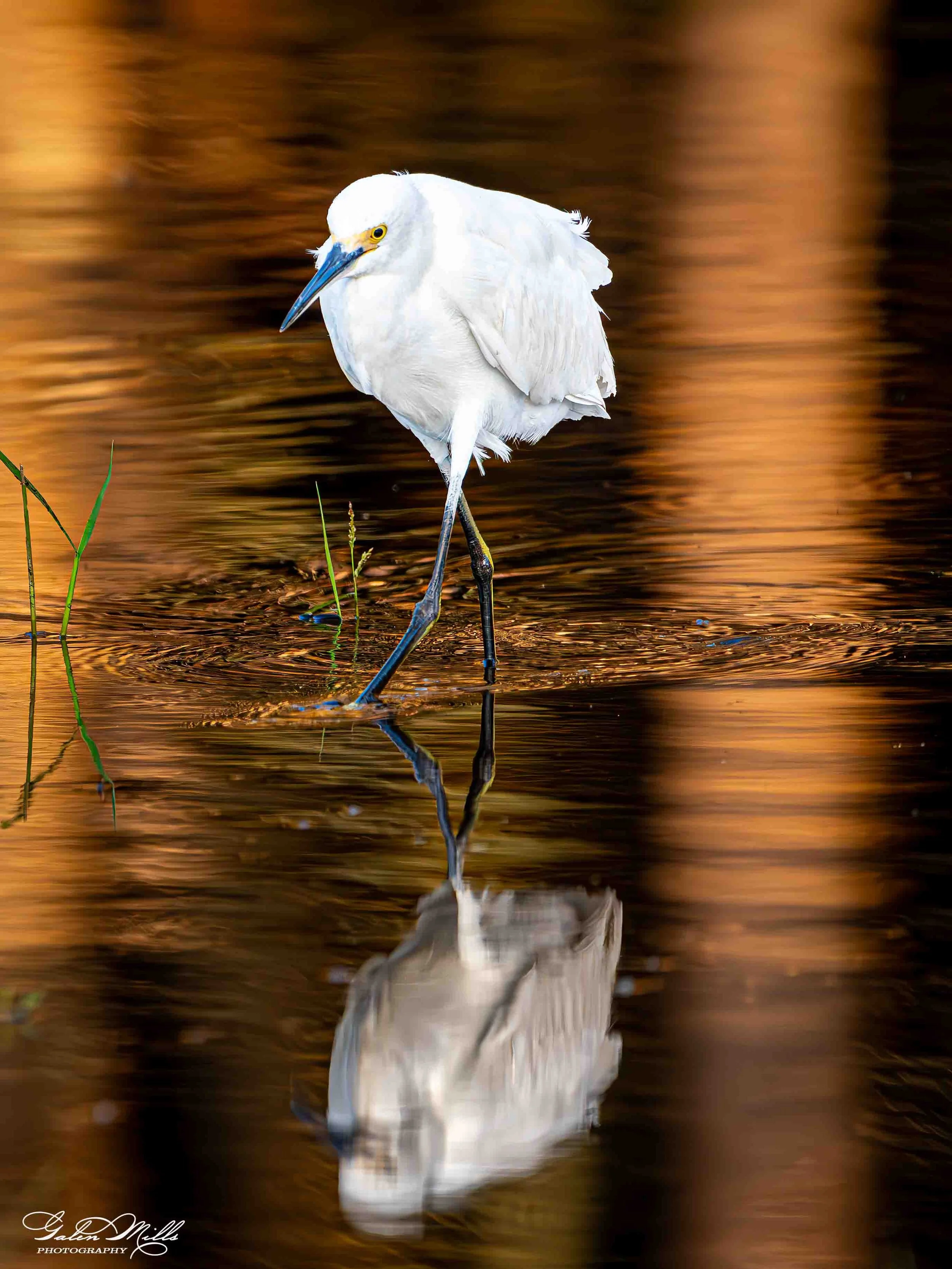 Avian Gallery-11.jpg (Copy) (Copy)
