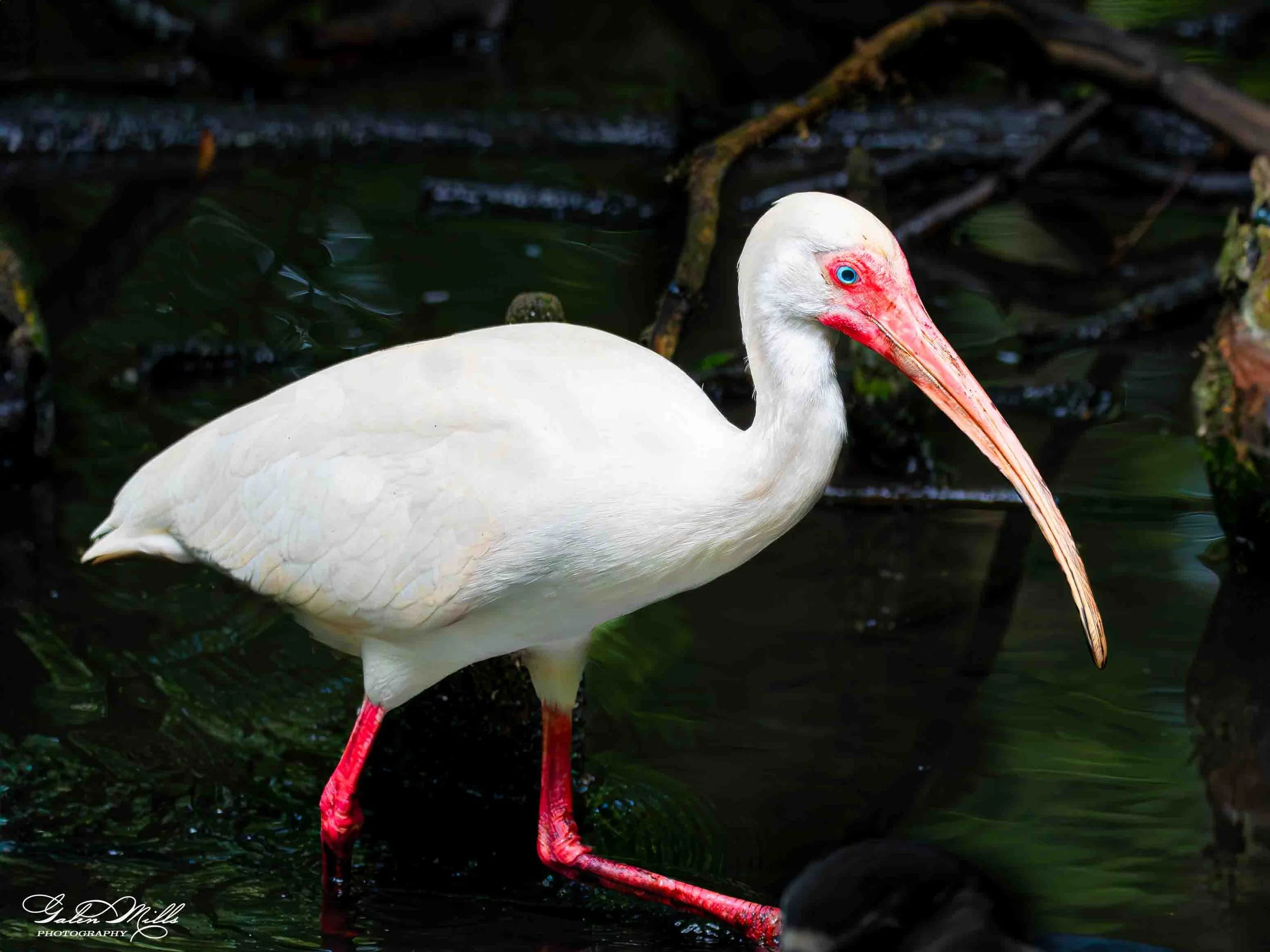 Avian Gallery-24.jpg (Copy) (Copy)