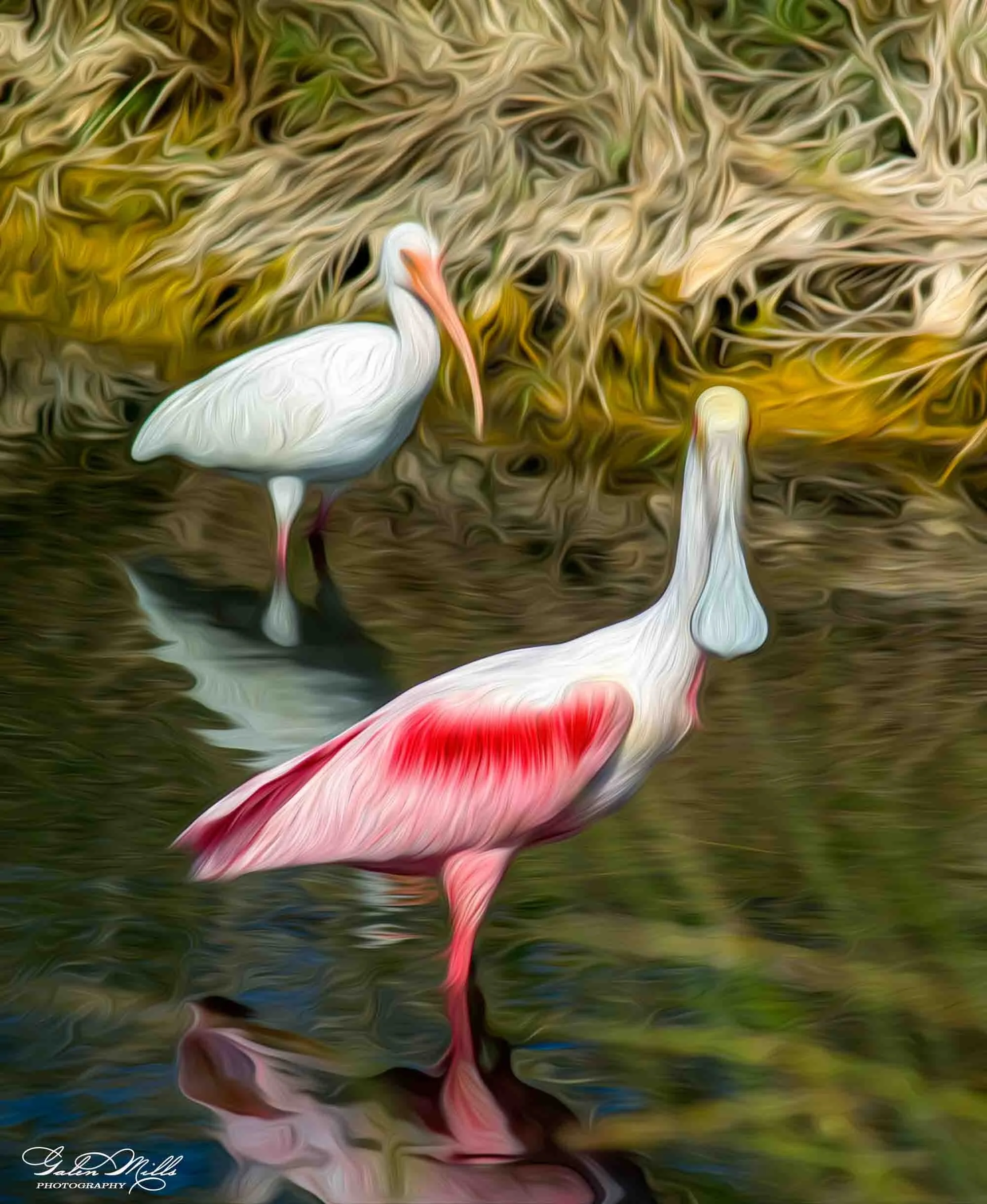 Avian Gallery-25.jpg (Copy) (Copy)