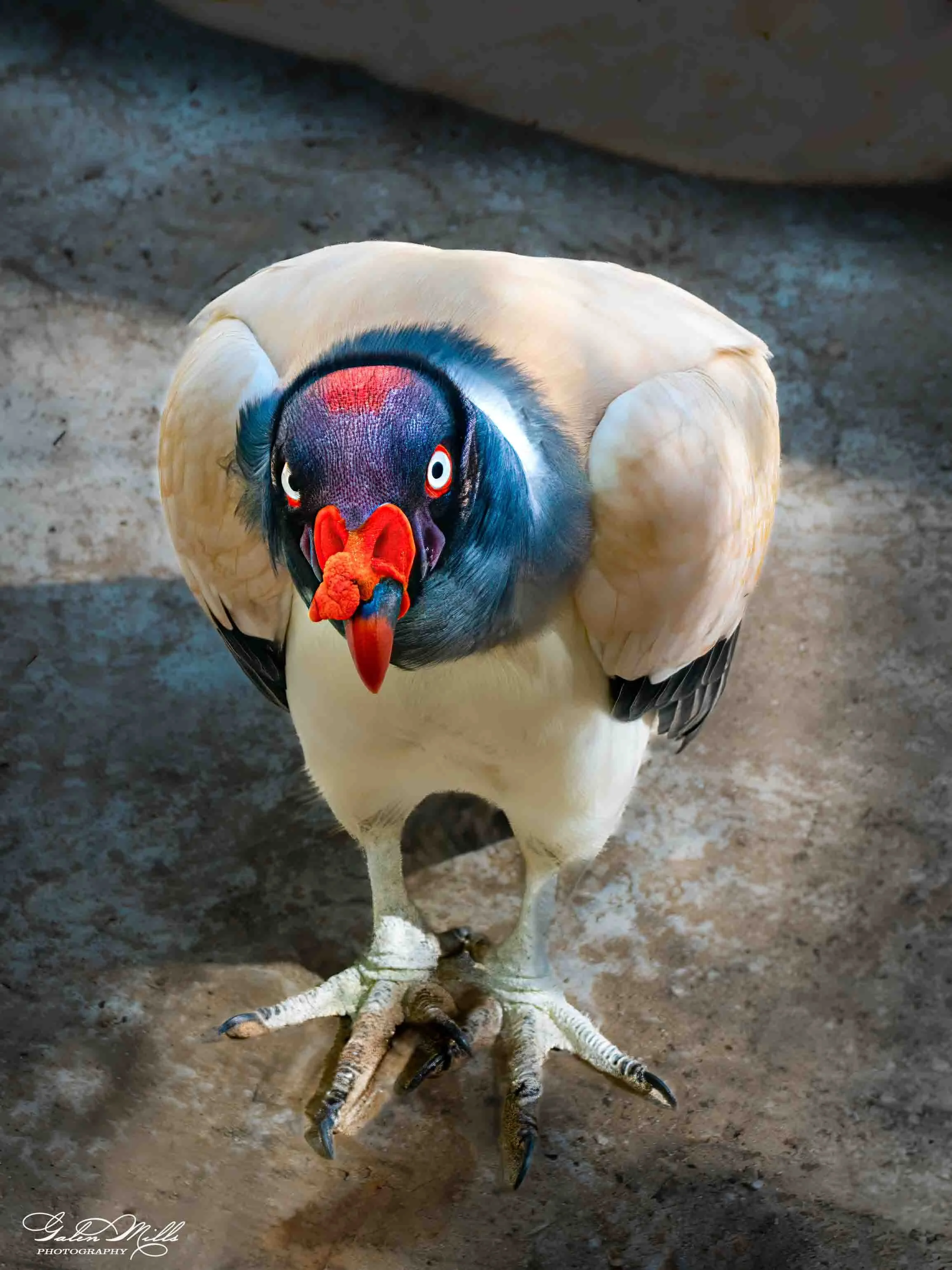 Avian Gallery-30.jpg (Copy) (Copy)