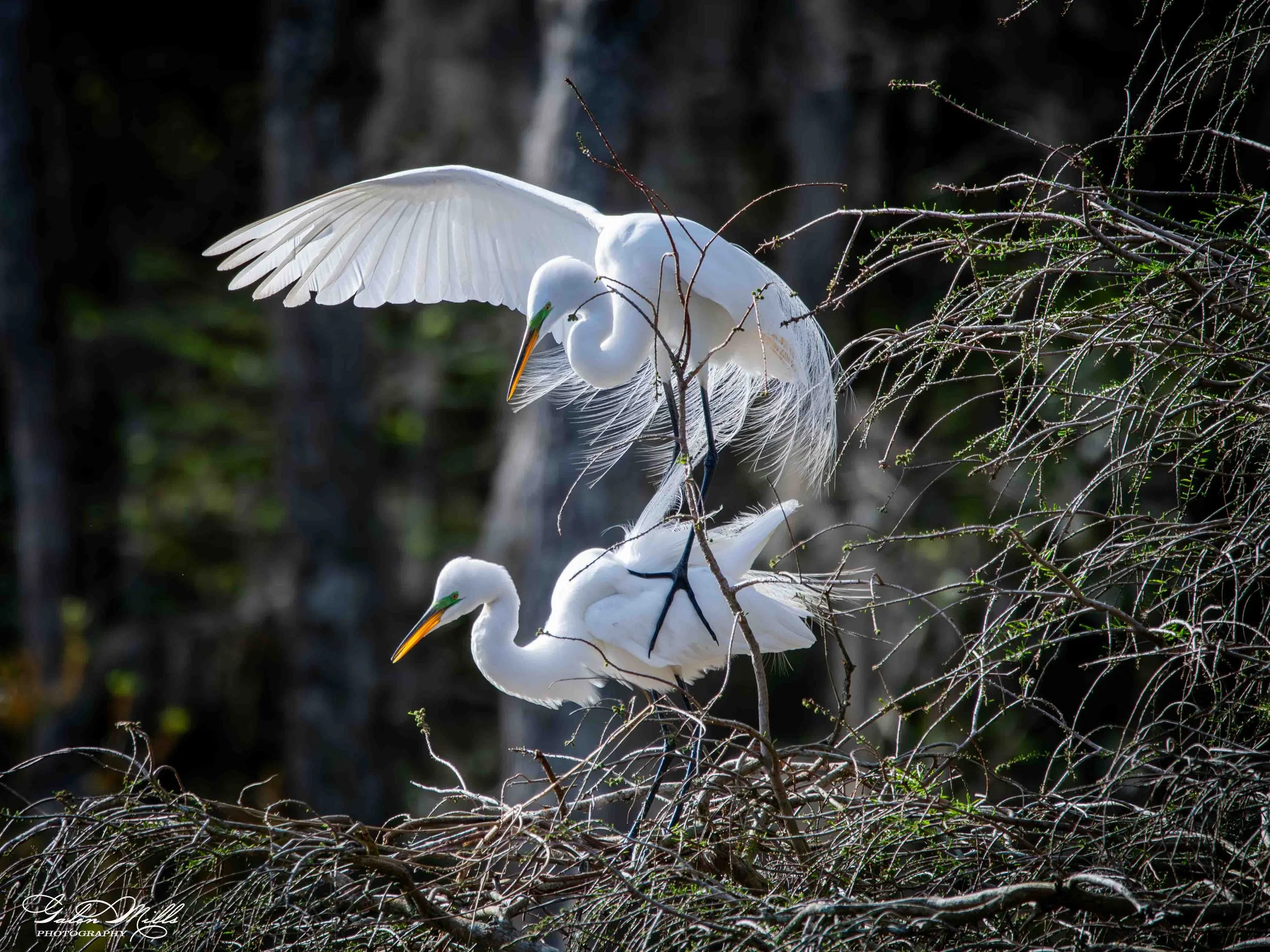 Avian Gallery-46.jpg (Copy) (Copy)