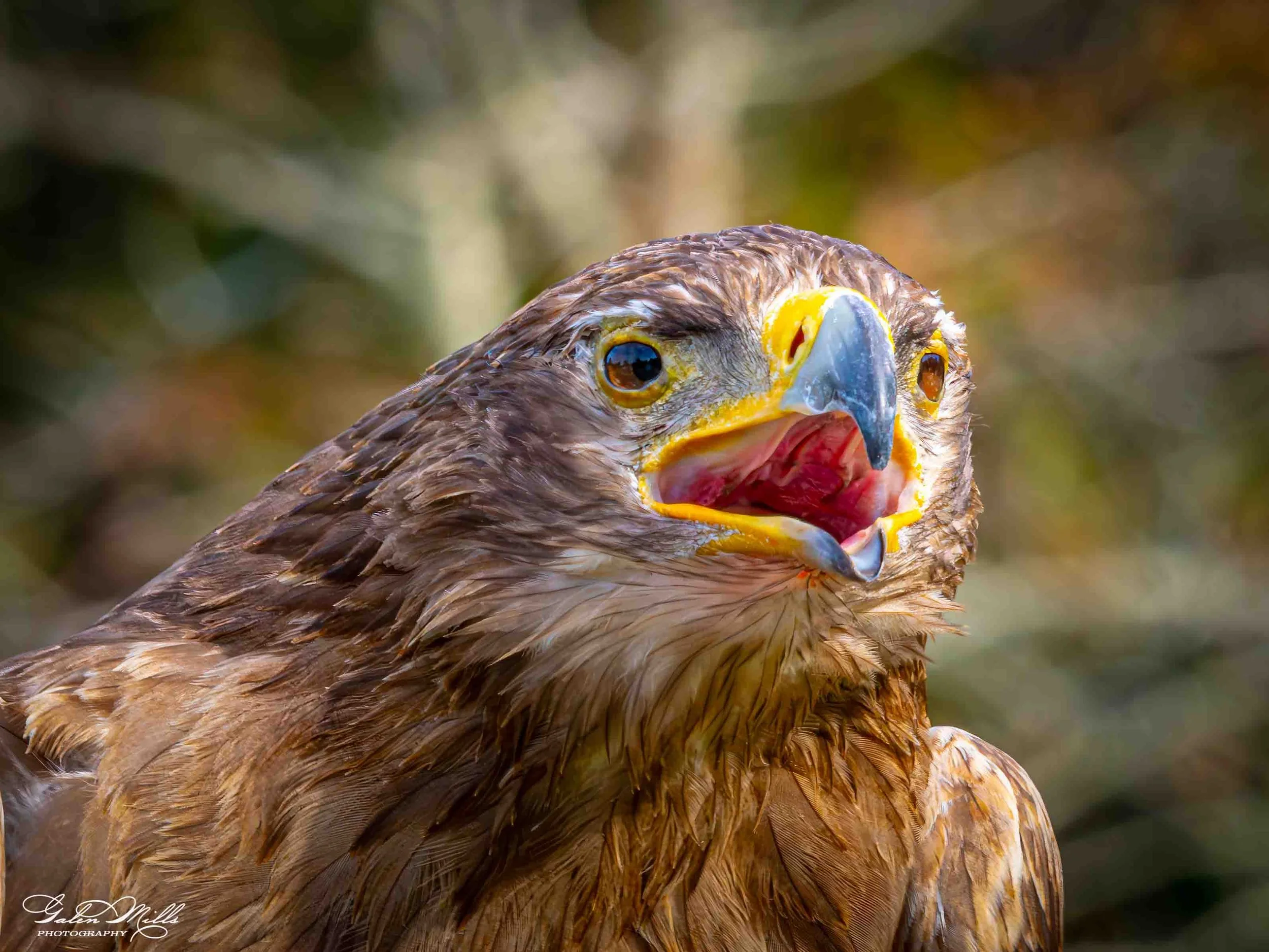 Avian Gallery-48.jpg (Copy) (Copy)