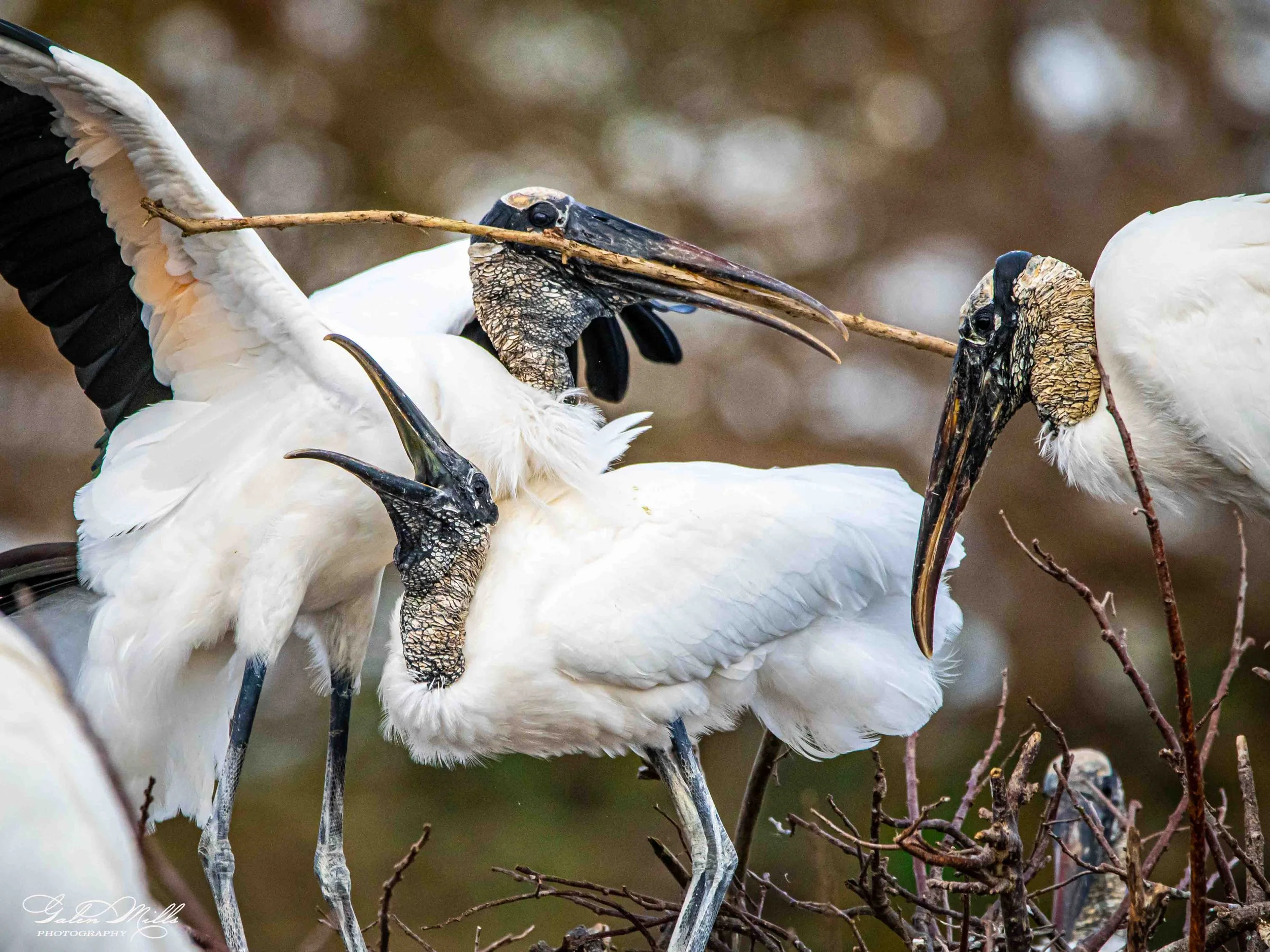 Avian Gallery-55.jpg (Copy) (Copy)
