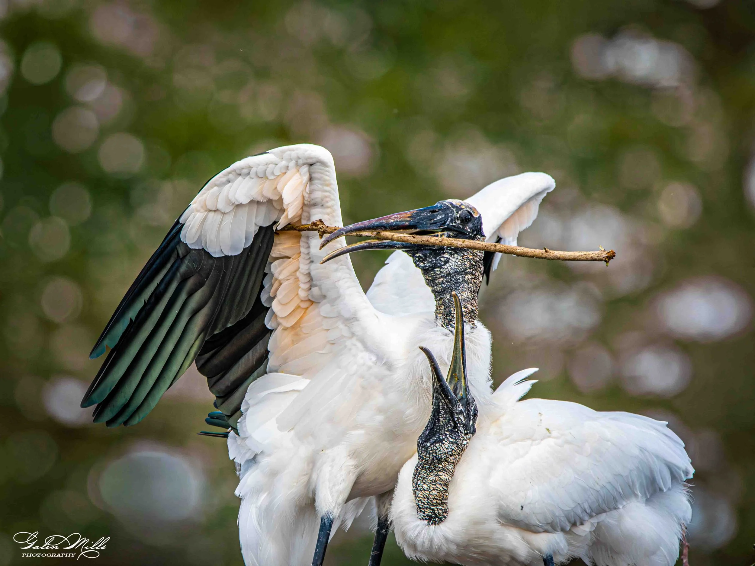Avian Gallery-56.jpg (Copy) (Copy)