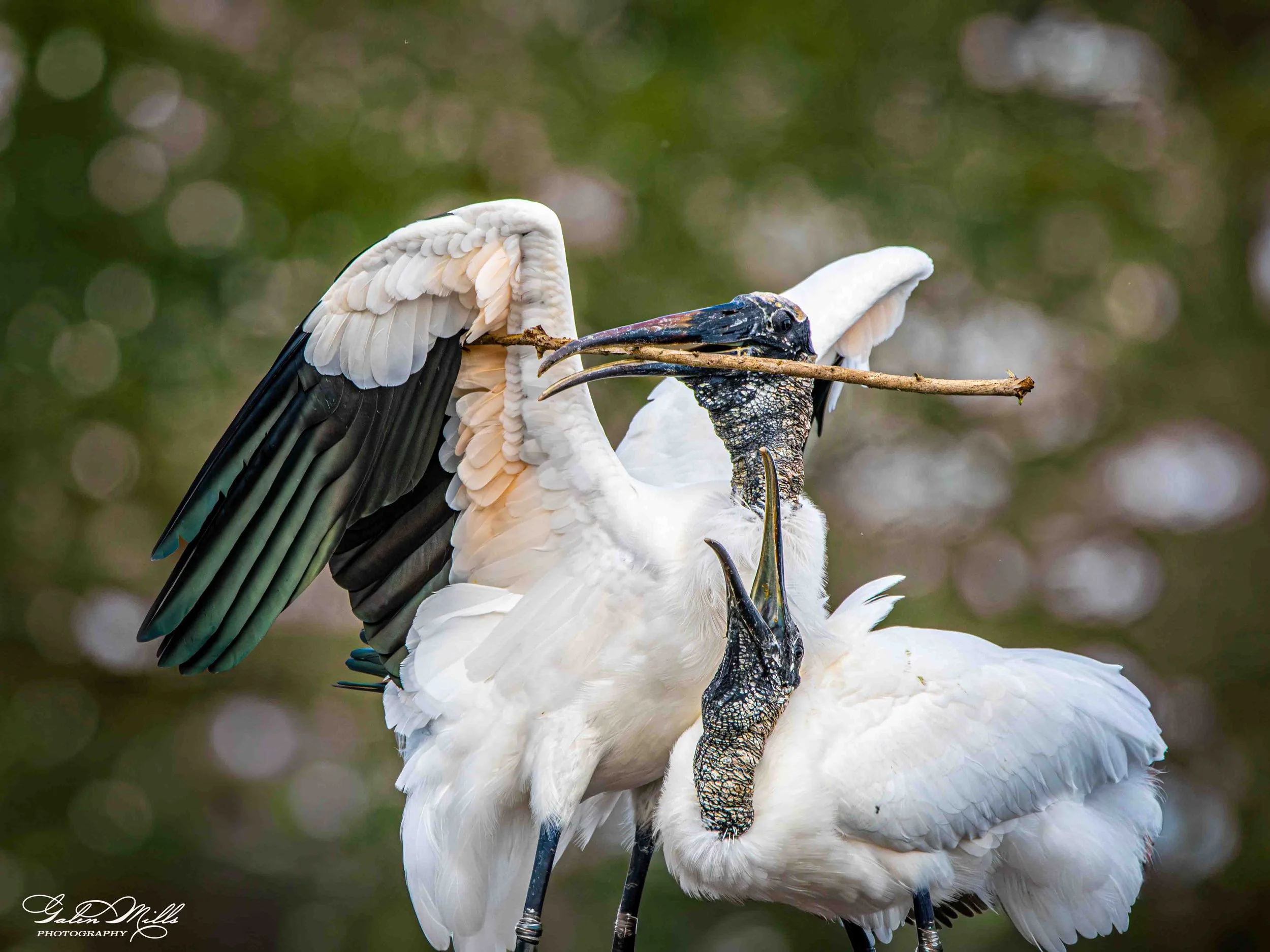 Avian Gallery-61.jpg (Copy) (Copy)