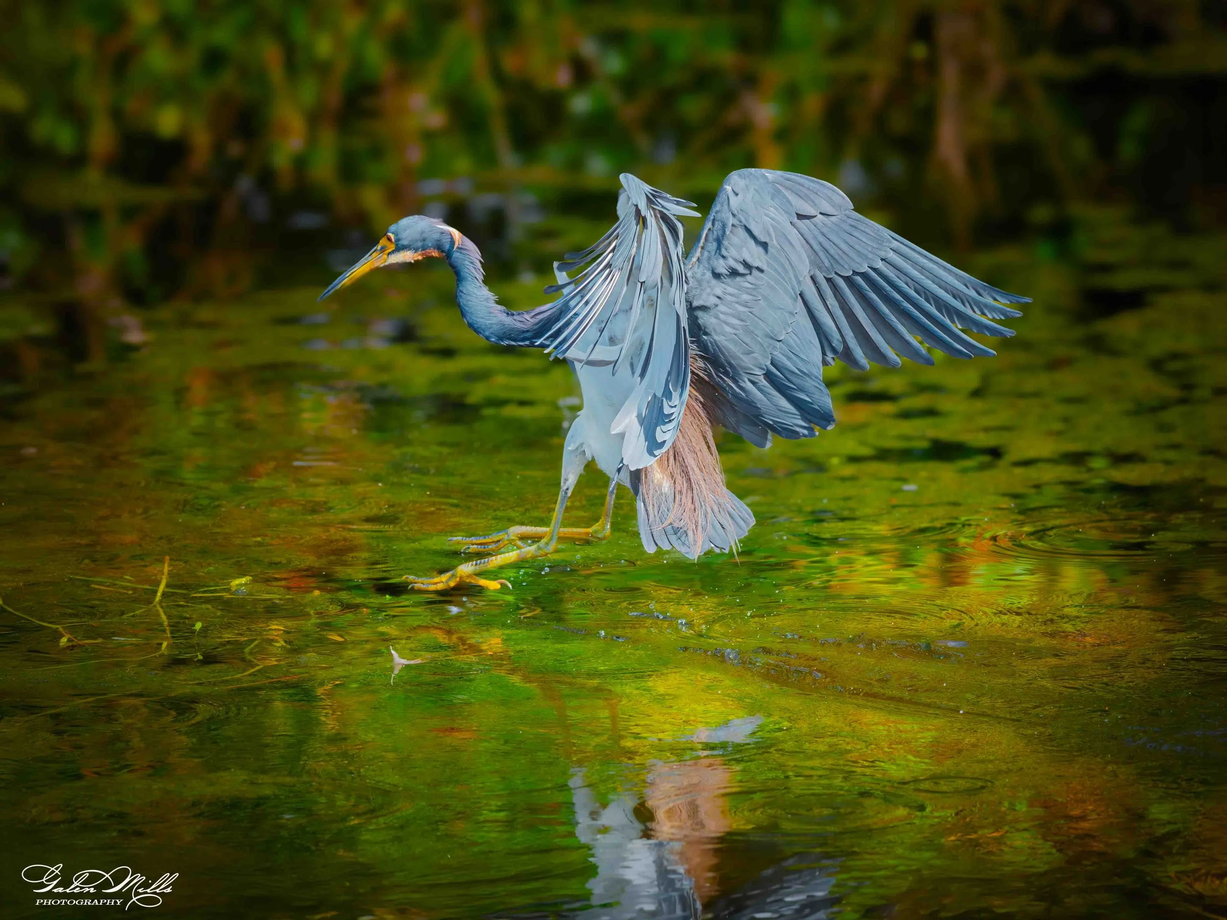 Avian Gallery-66.jpg (Copy) (Copy)