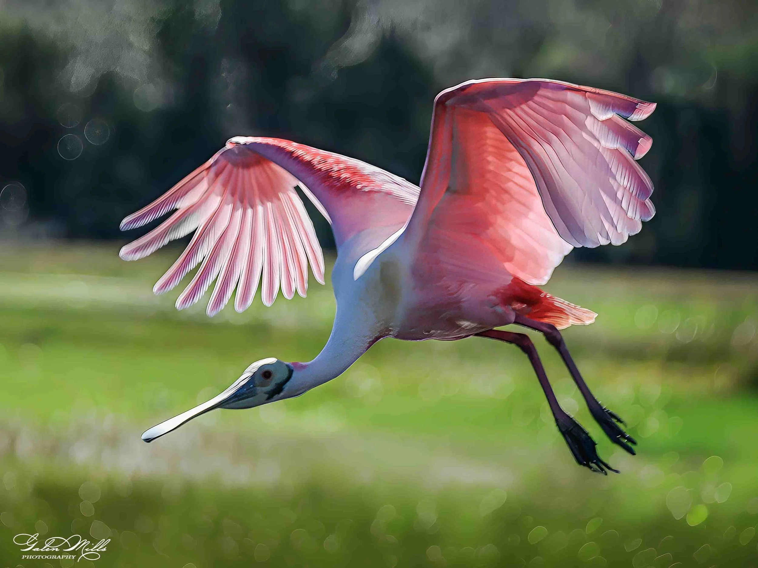 Avian Gallery-69.jpg (Copy) (Copy)