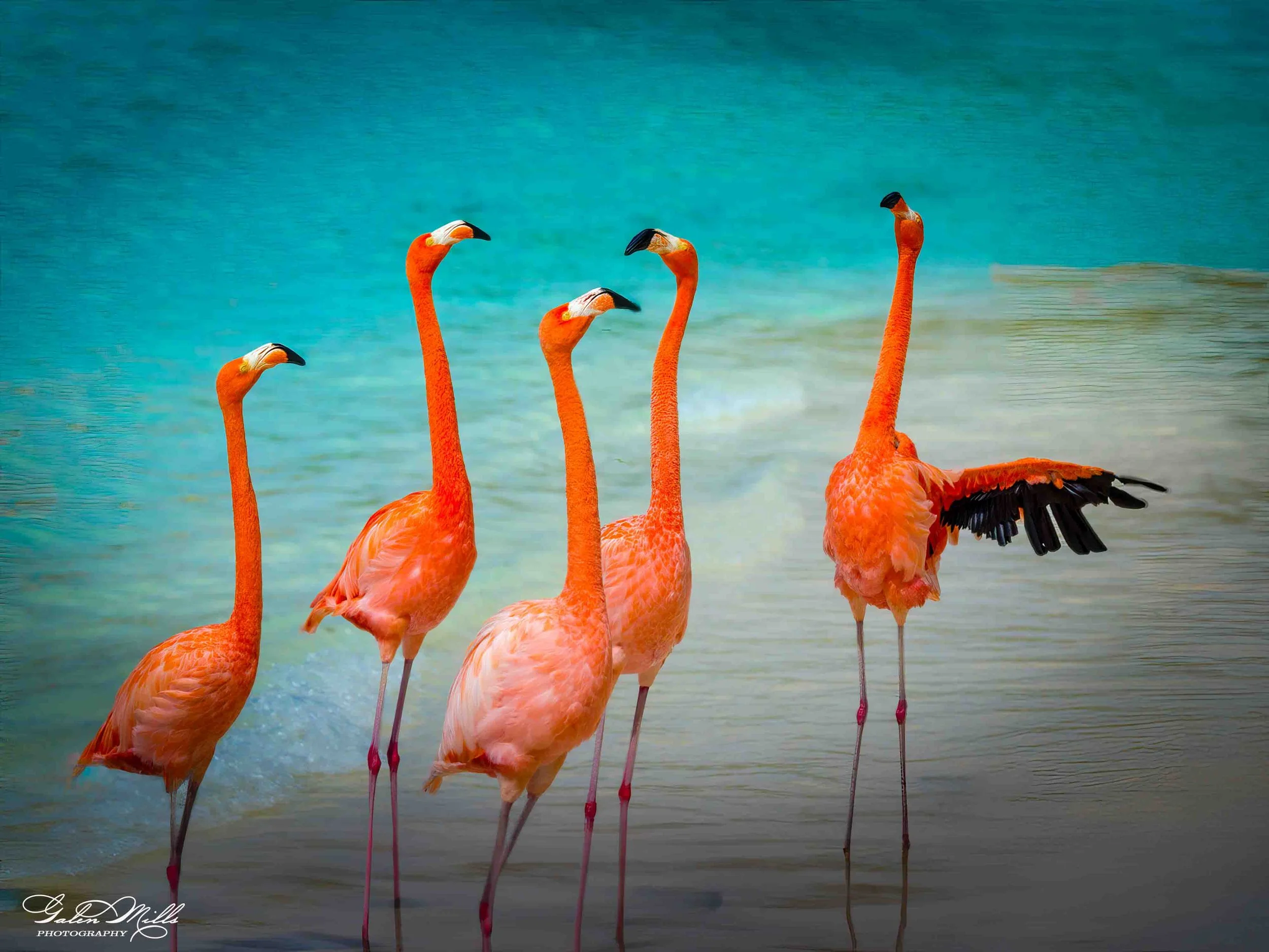 Avian Gallery-1.jpg (Copy) (Copy)