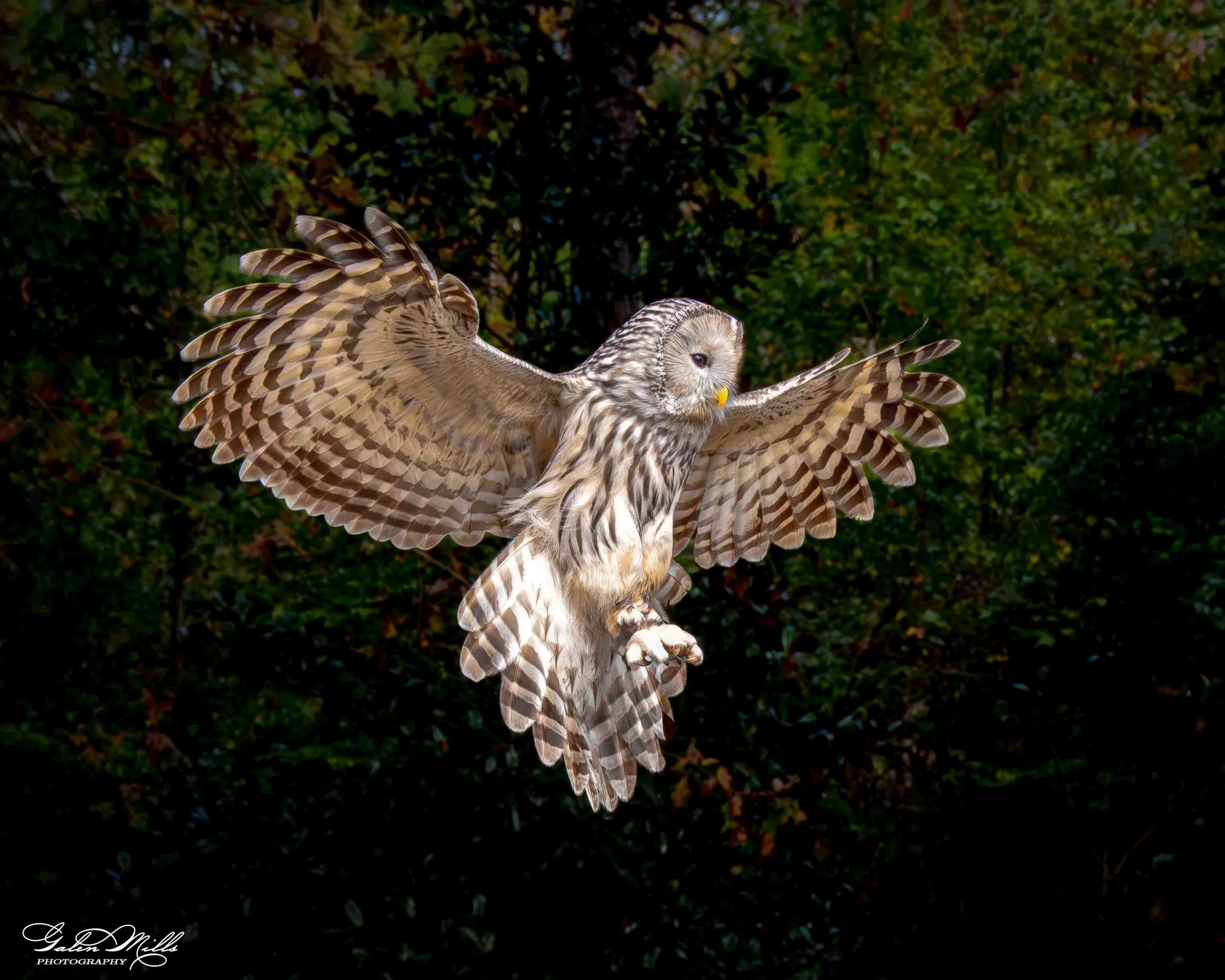Avian Gallery-5.jpg (Copy) (Copy)