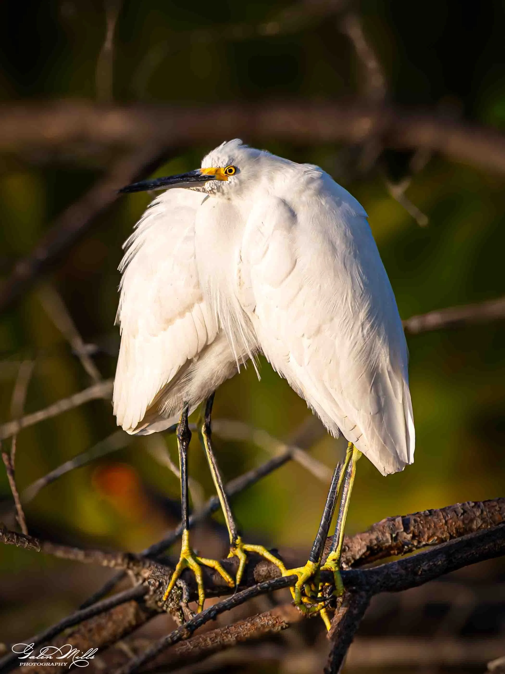 Avian Gallery-12.jpg (Copy) (Copy)