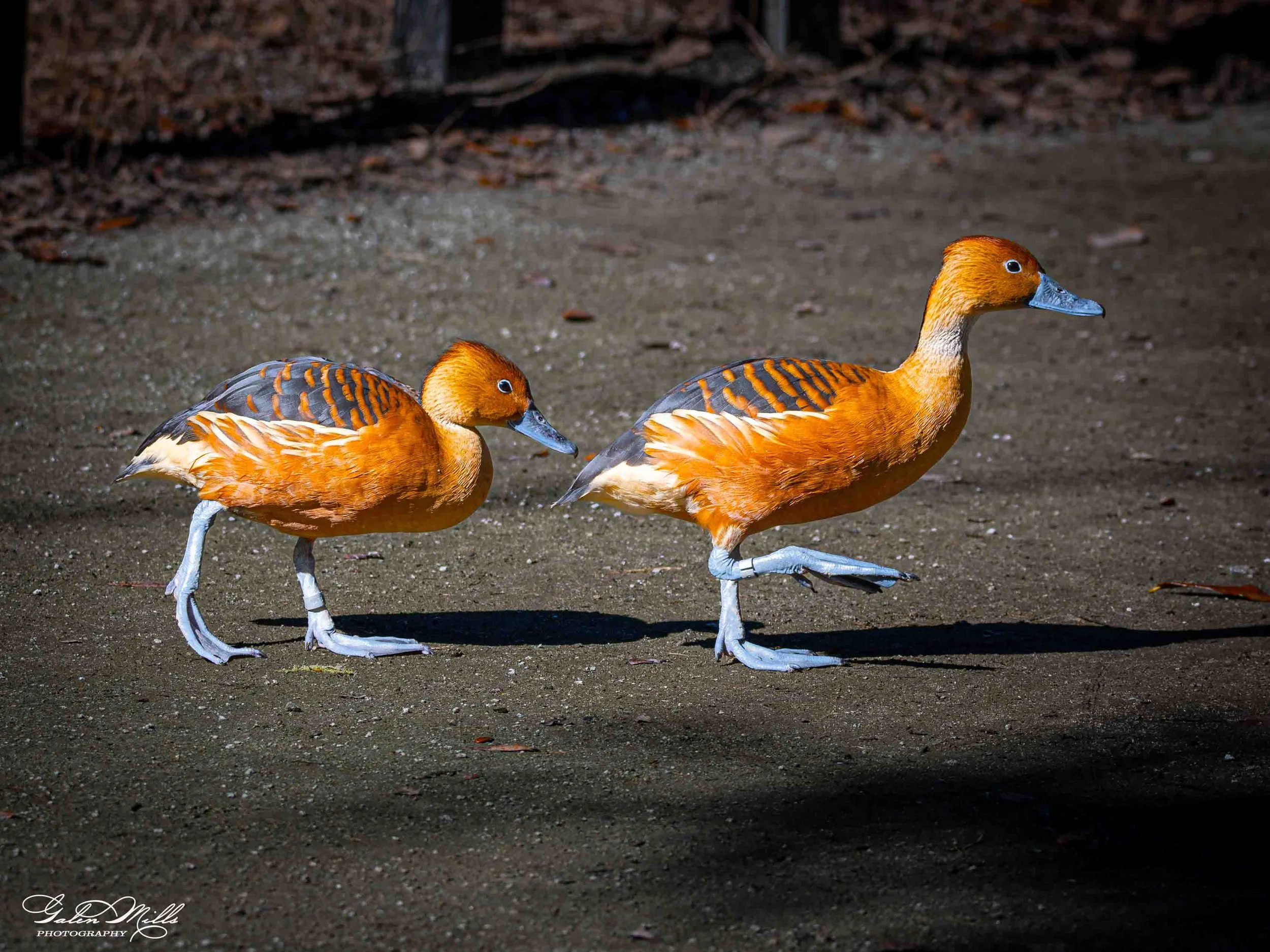 Avian Gallery-14.jpg (Copy) (Copy)